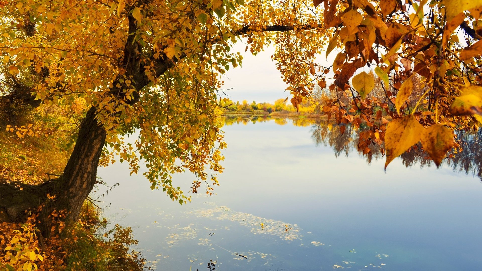 Обои река, природа, дерево, листья, пейзаж, ветки, осень, river, nature, tree, leaves, landscape, branches, autumn разрешение 1920x1200 Загрузить