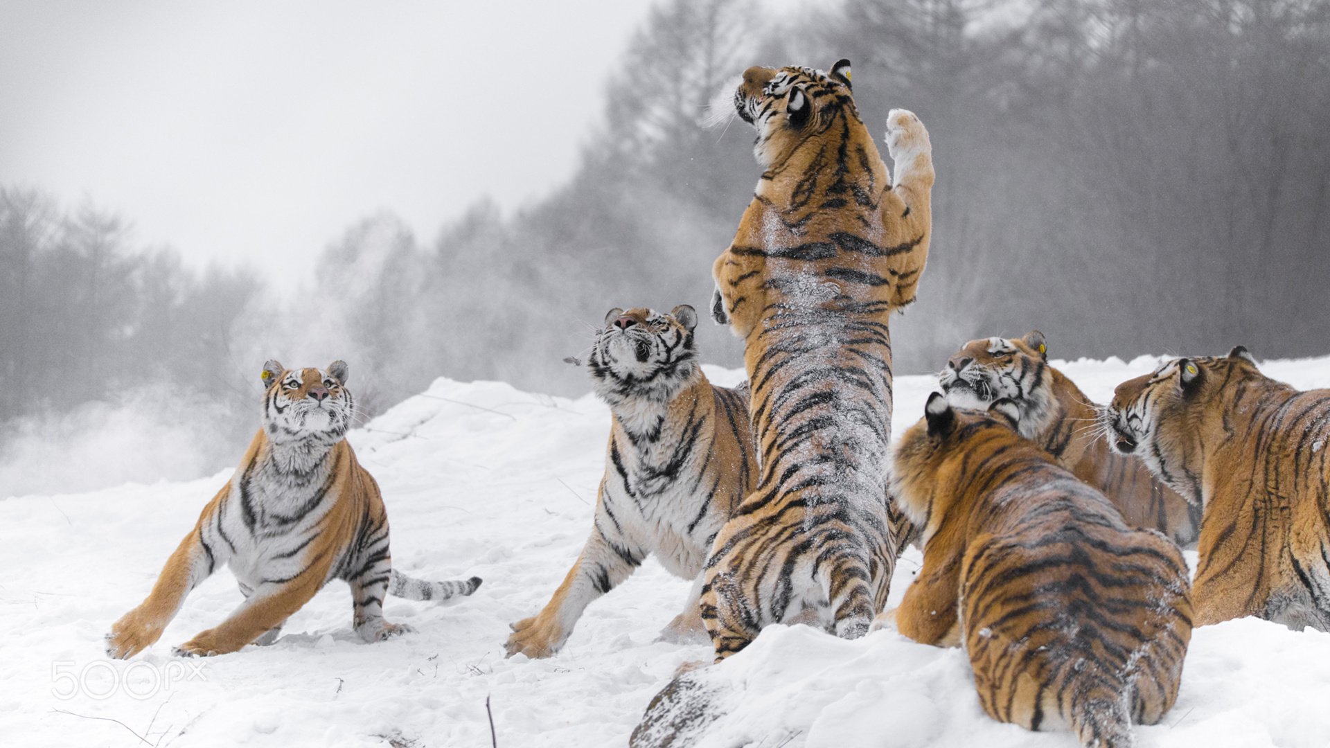 Обои снег, зима, хищники, большие кошки, тигры, snow, winter, predators, big cats, tigers разрешение 1920x1200 Загрузить