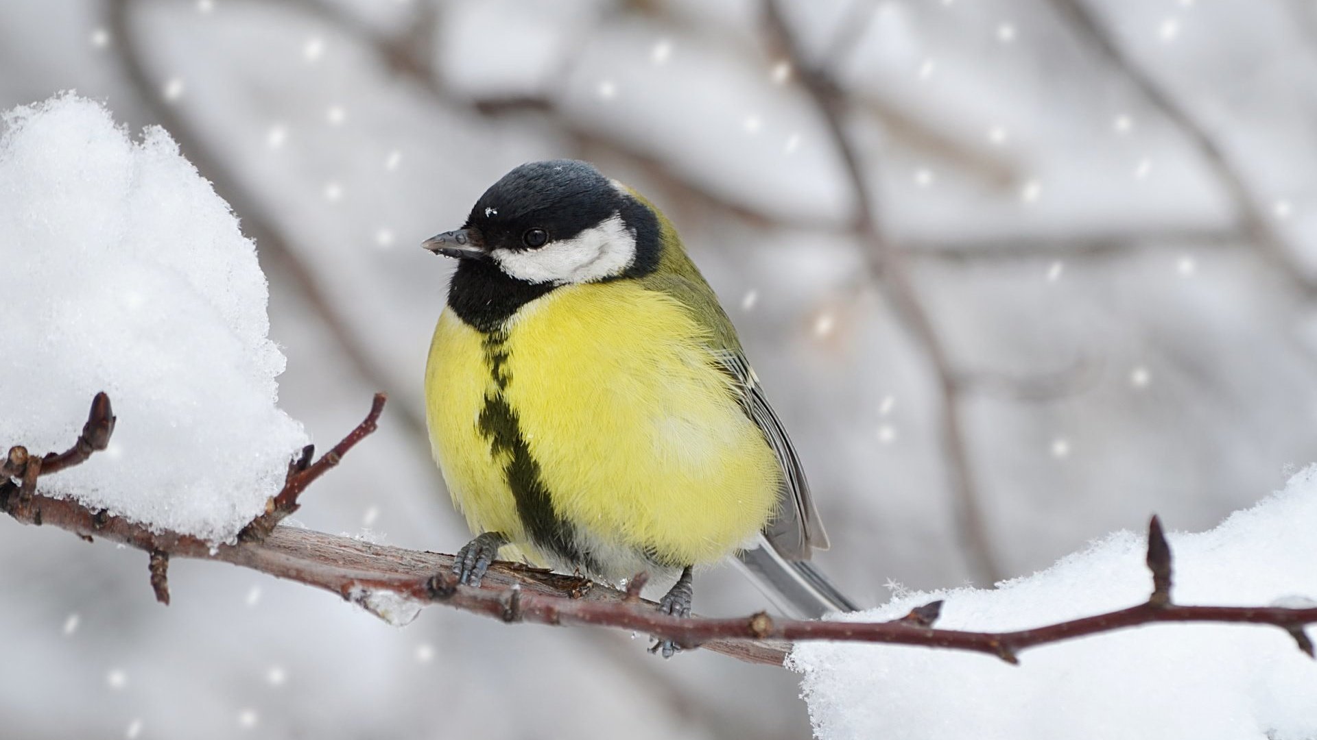 Обои ветка, снег, зима, птица, клюв, перья, синица, branch, snow, winter, bird, beak, feathers, tit разрешение 1920x1200 Загрузить