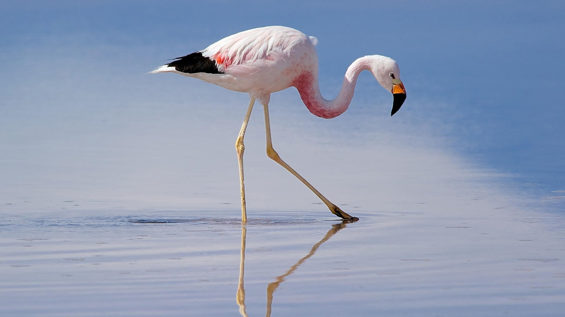 Обои фламинго, птица, клюв, перья, mirek petricek, flamingo, bird, beak, feathers разрешение 1920x1200 Загрузить
