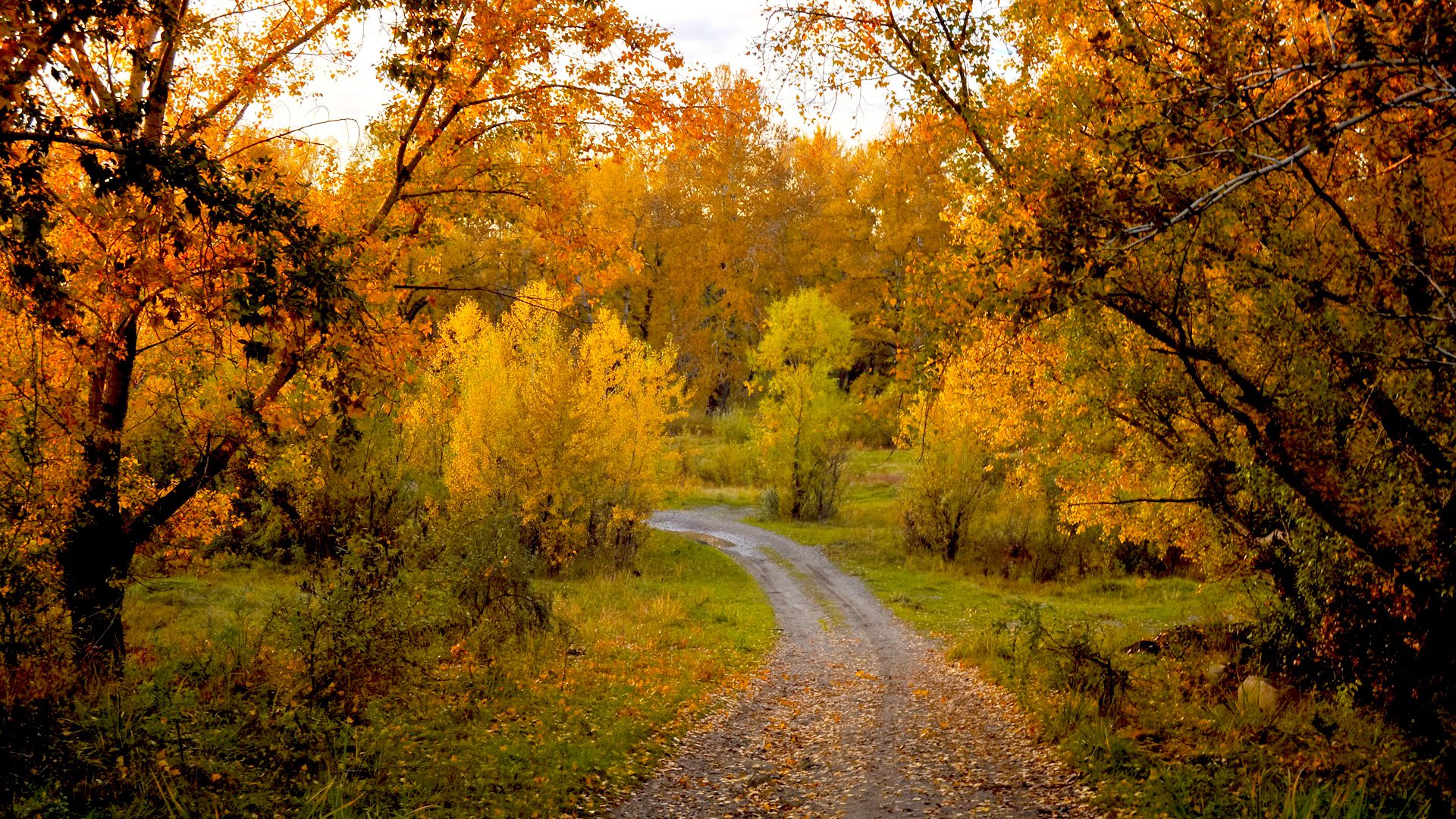 Обои деревья, природа, лес, пейзаж, осень, тропинка, trees, nature, forest, landscape, autumn, path разрешение 1920x1200 Загрузить