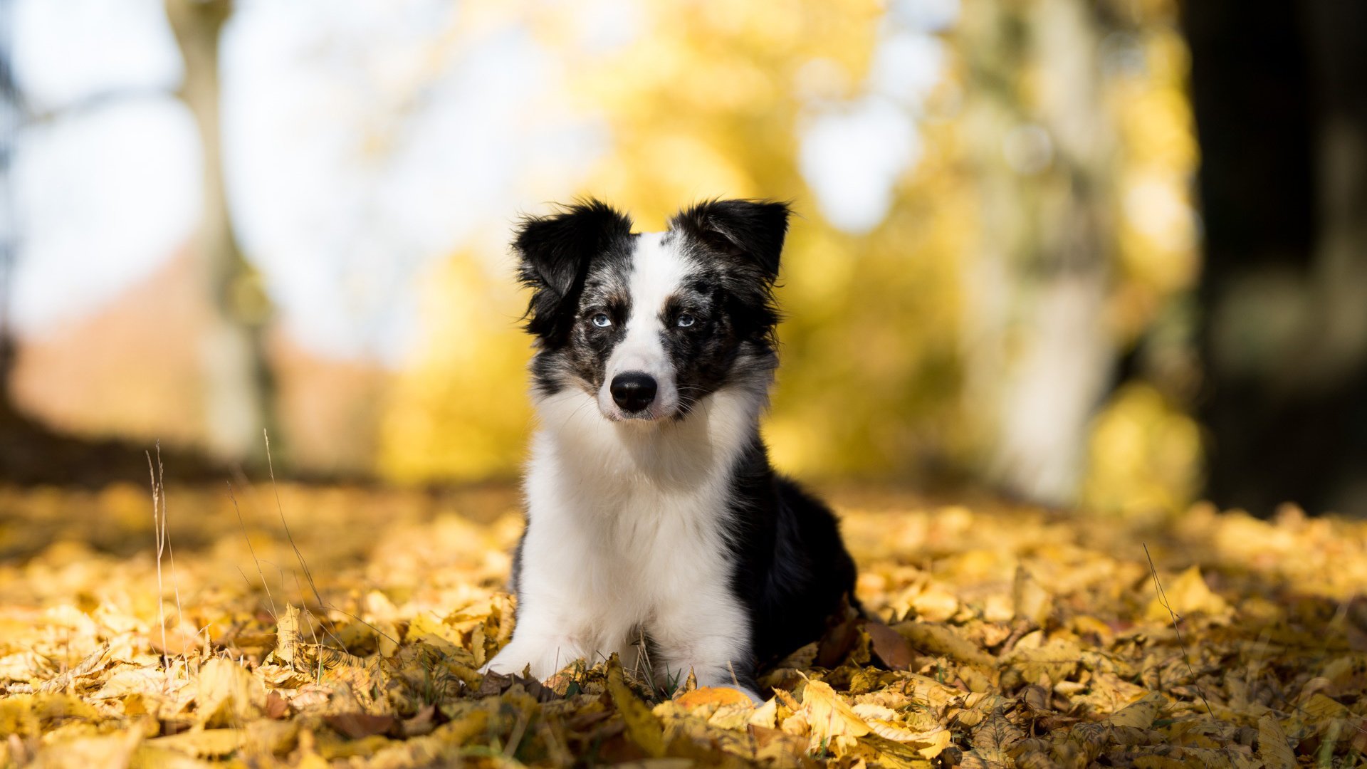 Обои листья, мордочка, взгляд, осень, австралийская овчарка, leaves, muzzle, look, autumn, australian shepherd разрешение 1920x1200 Загрузить