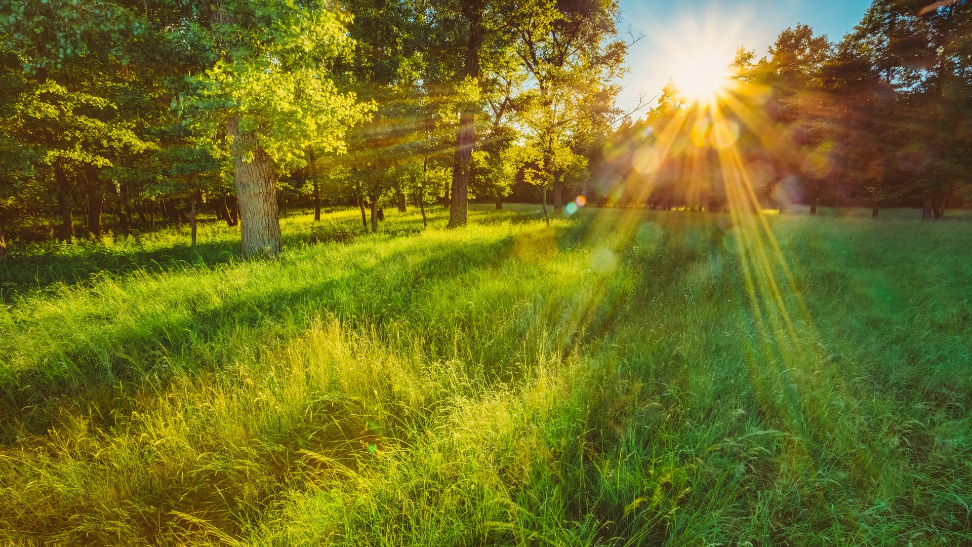 Обои трава, поляна, деревья, солнце, природа, лес, пейзаж, утро, лето, grass, glade, trees, the sun, nature, forest, landscape, morning, summer разрешение 3840x2400 Загрузить