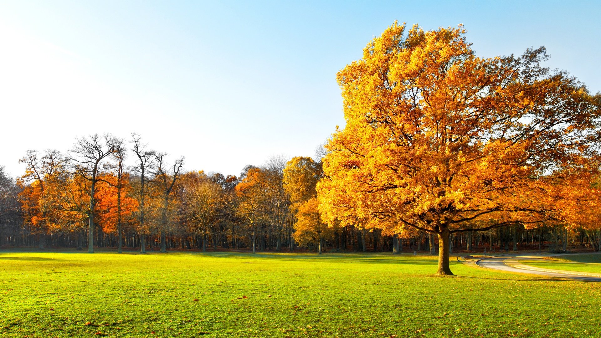 Обои небо, деревья, природа, пейзаж, осень, трава., the sky, trees, nature, landscape, autumn, grass. разрешение 7124x3426 Загрузить