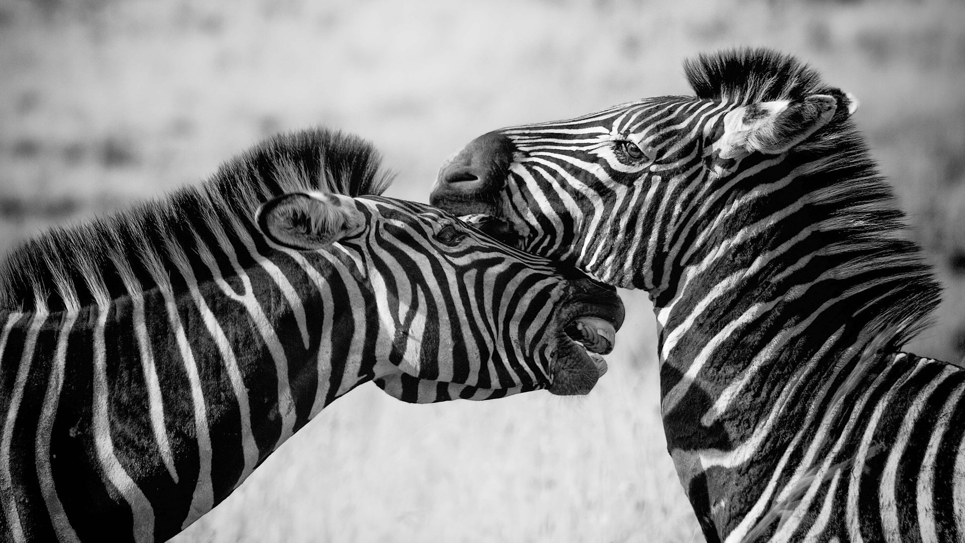 Обои зебра, животные, чёрно-белое, зебры, zebra, animals, black and white разрешение 1920x1279 Загрузить