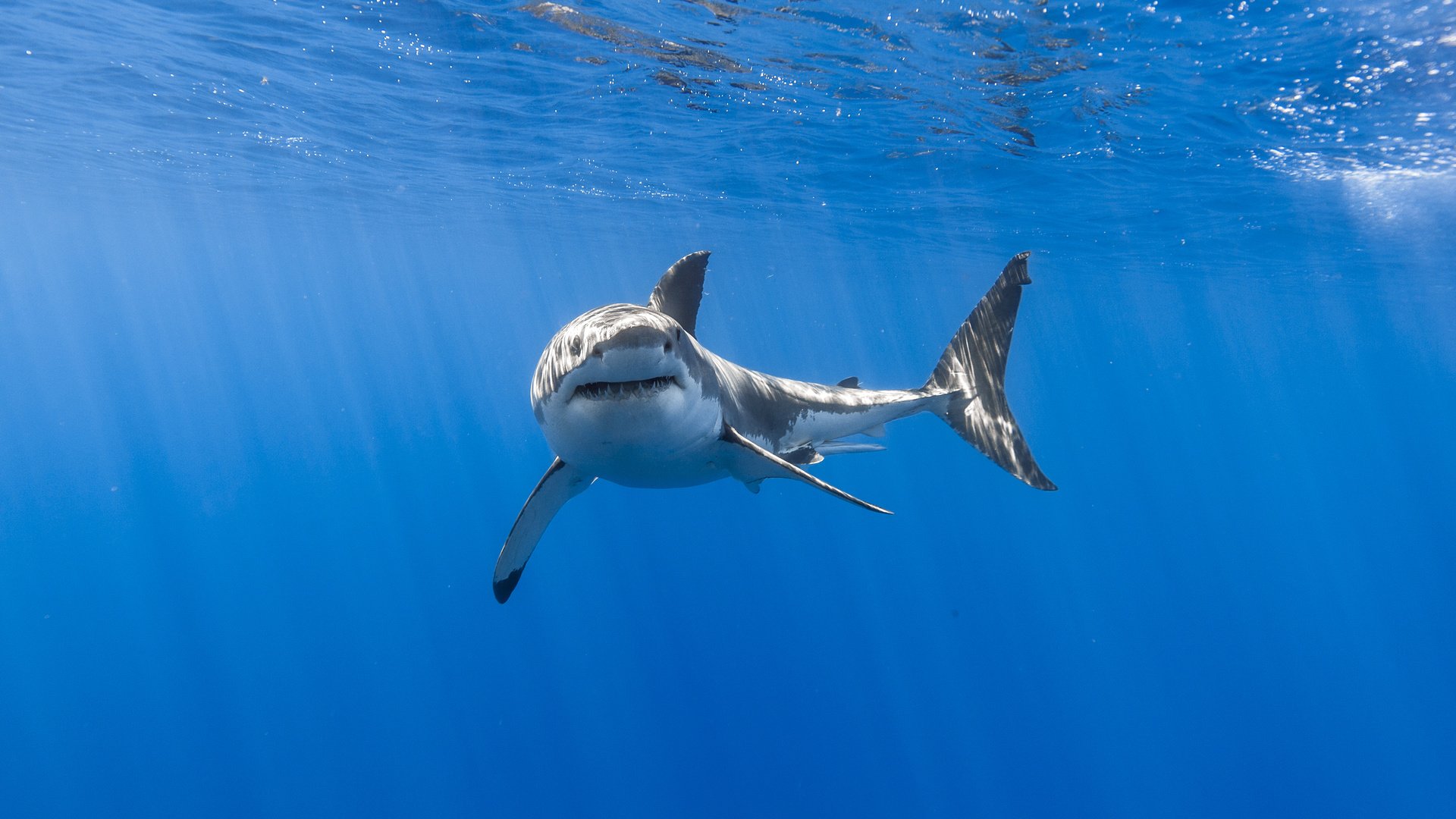 Обои акула, подводный мир, белая акула, shark, underwater world, white shark разрешение 5760x3840 Загрузить