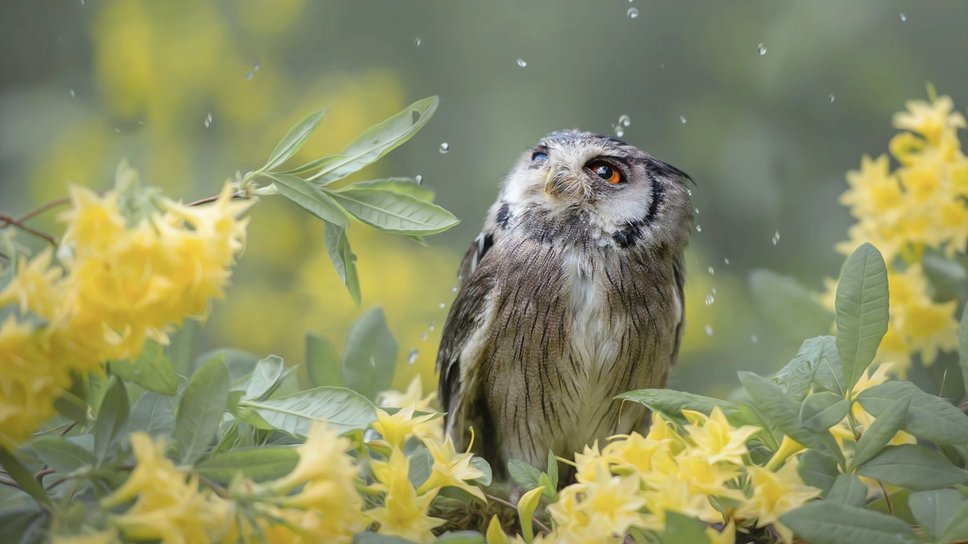 Обои цветы, tanja brandt, сова, природа, листья, ветки, капли, птица, птицы мира, flowers, owl, nature, leaves, branches, drops, bird, birds of the world разрешение 2048x1382 Загрузить