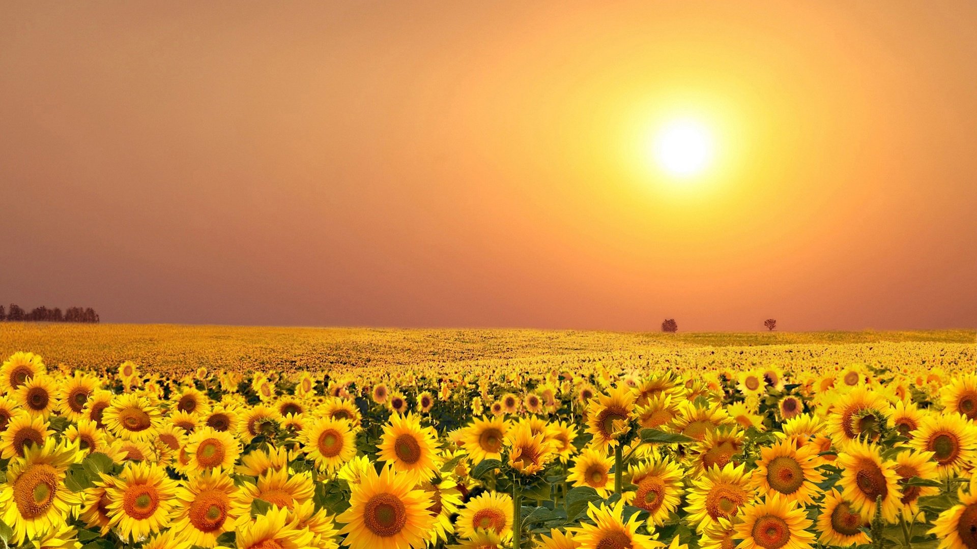 Обои цветы, солнце, поле, лето, подсолнухи, flowers, the sun, field, summer, sunflowers разрешение 2000x1248 Загрузить