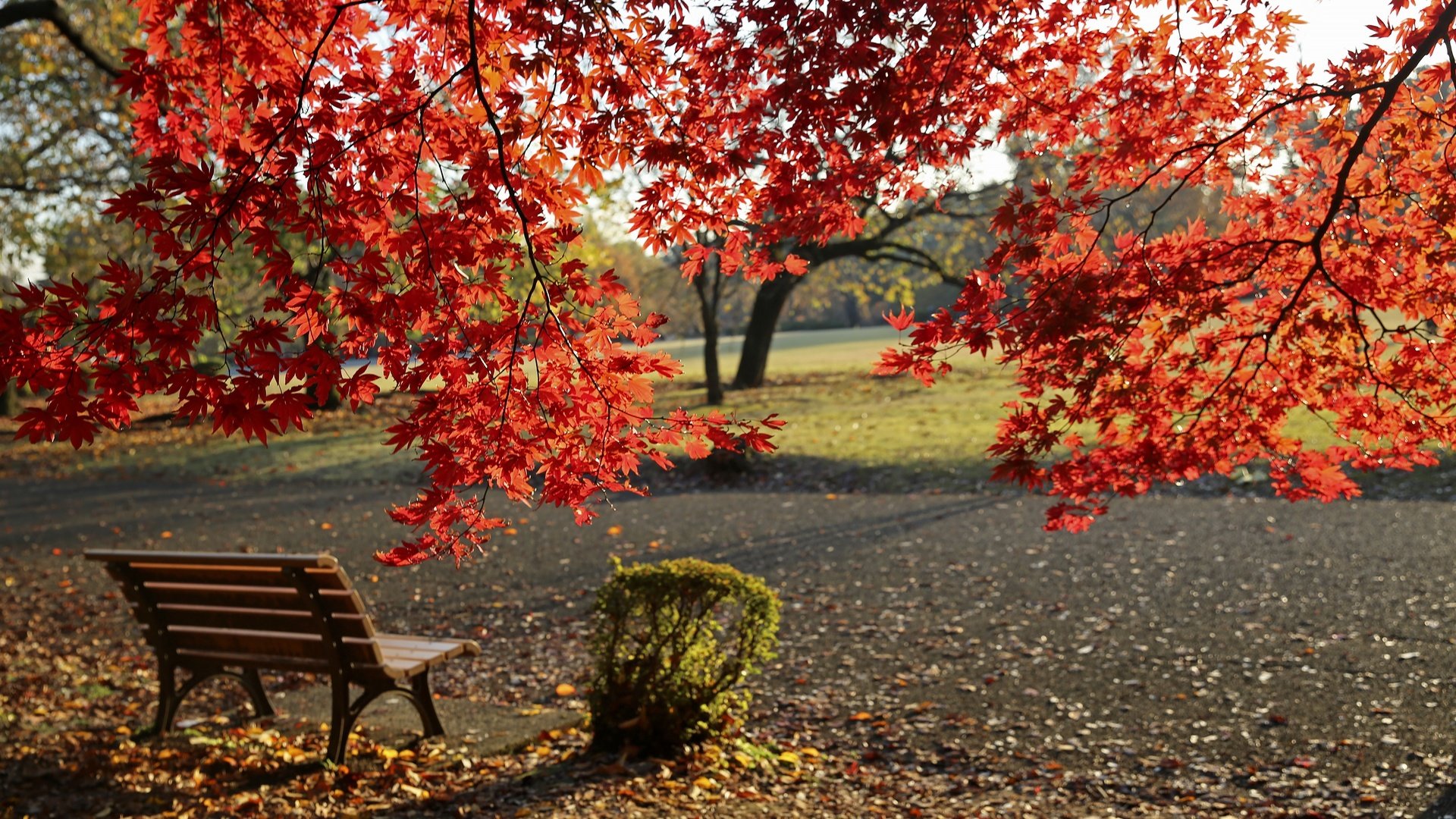 Обои деревья, листья, парк, листва, осень, скамейка, клен, trees, leaves, park, foliage, autumn, bench, maple разрешение 3602x2398 Загрузить