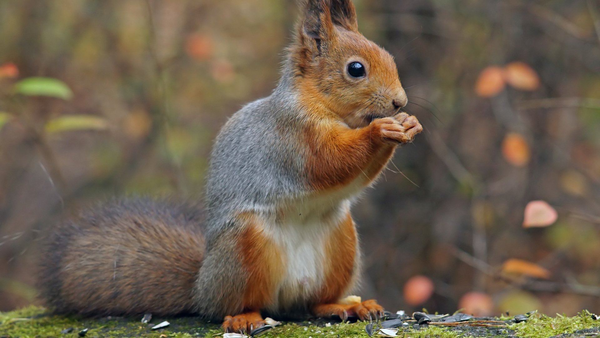 Обои парк, осень, белка, белочка, park, autumn, protein, squirrel разрешение 2100x1492 Загрузить