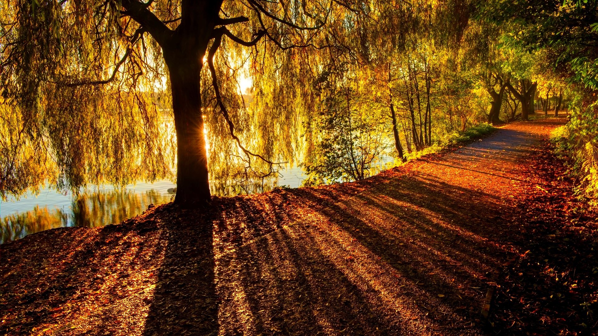 Обои река, дерево, лучи, ветви, осень, солнечный свет, river, tree, rays, branch, autumn, sunlight разрешение 6078x4041 Загрузить