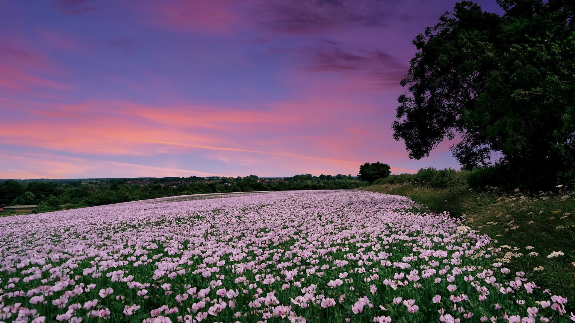 Обои цветы, закат, поле, маки, англия, гэмпшир, flowers, sunset, field, maki, england, hampshire разрешение 2048x1298 Загрузить