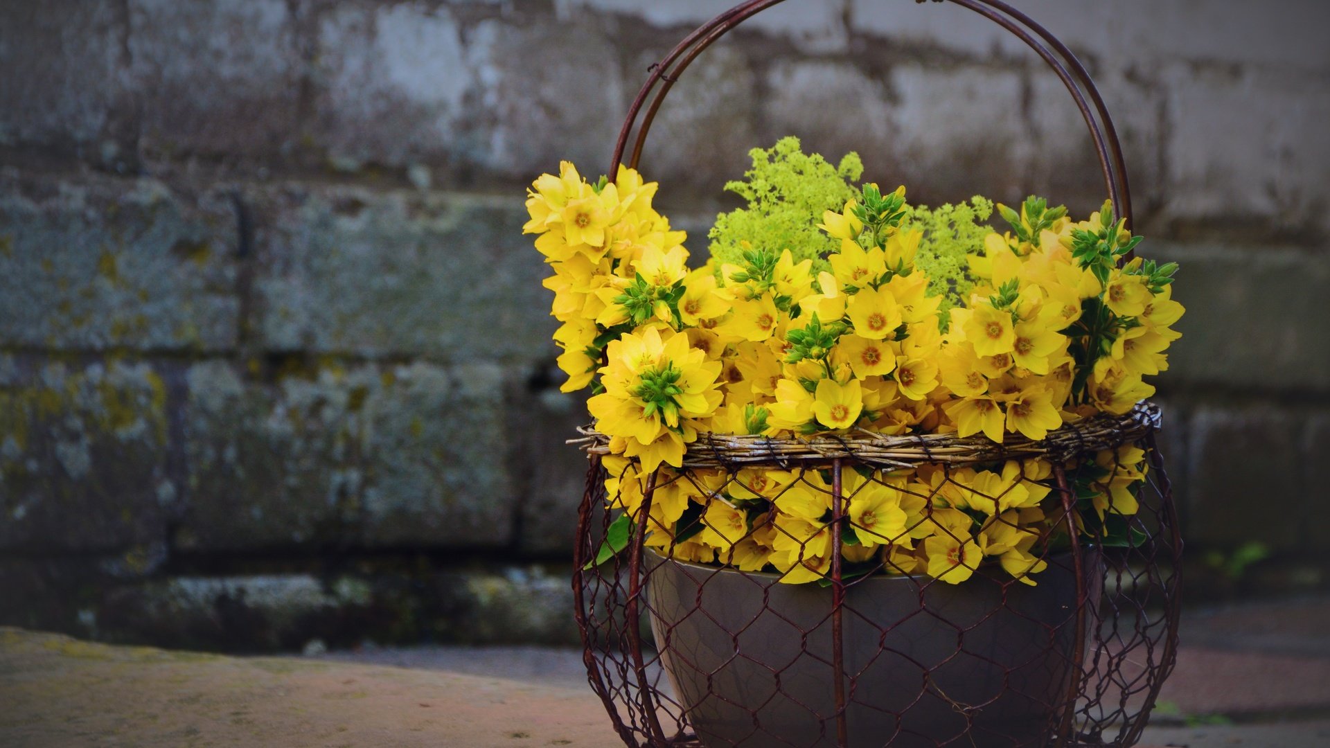 Обои цветы, букет, желтые, корзинка, вербейник, flowers, bouquet, yellow, basket, loosestrife разрешение 5290x3671 Загрузить