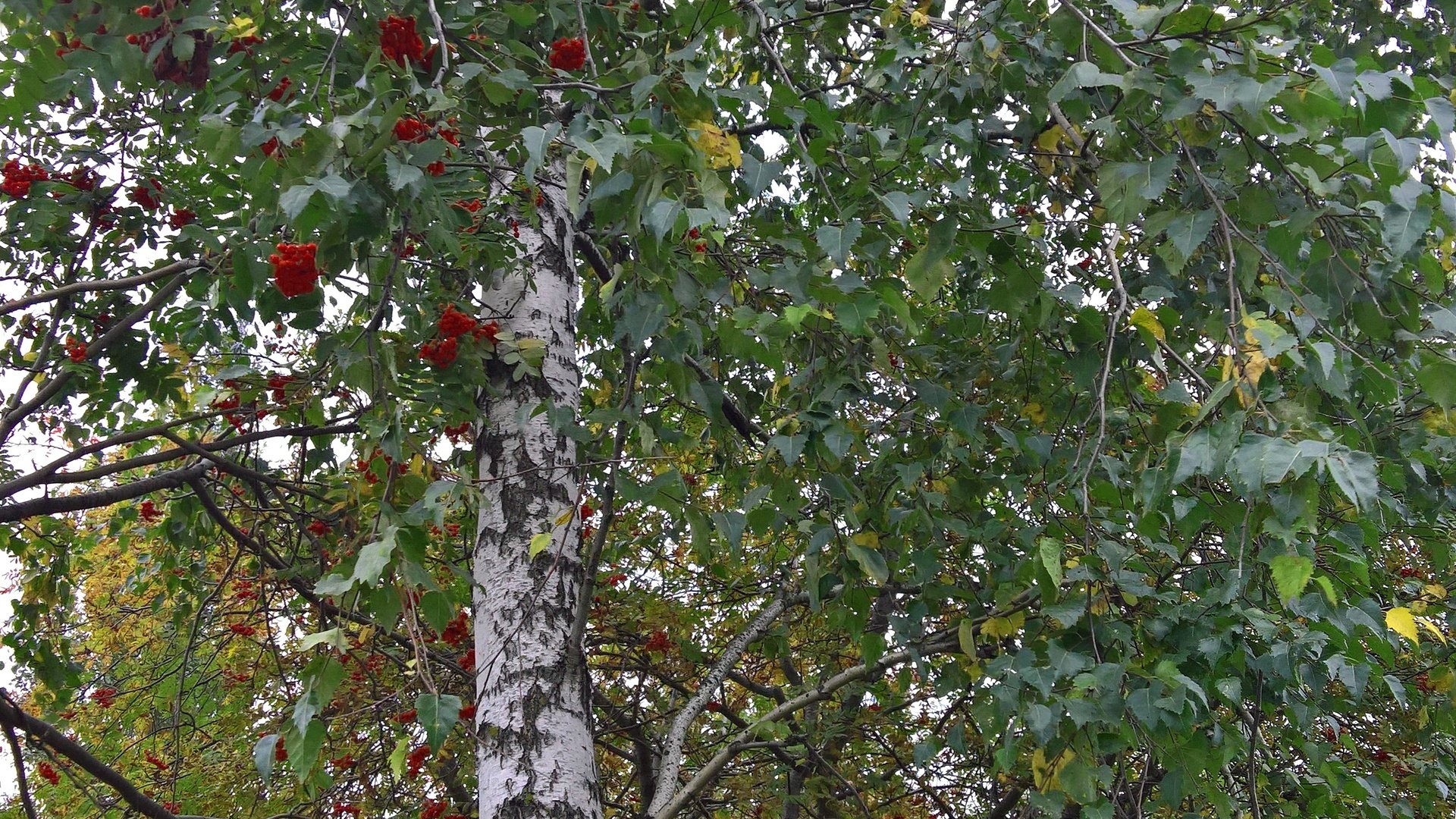 Обои настроение, парк, осень, лист, ягоды, береза, рябина, mood, park, autumn, sheet, berries, birch, rowan разрешение 2869x4731 Загрузить