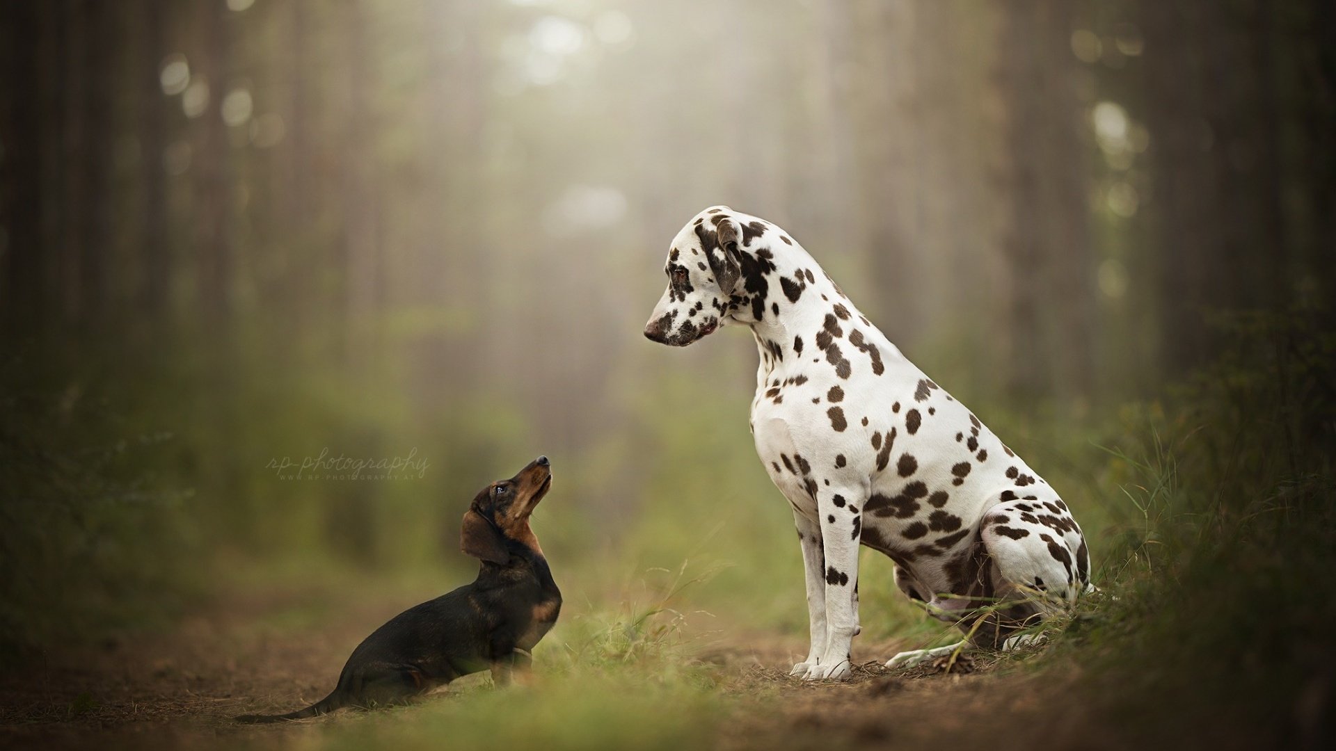 Обои далматин, такса, собаки, dalmatian, dachshund, dogs разрешение 1920x1200 Загрузить