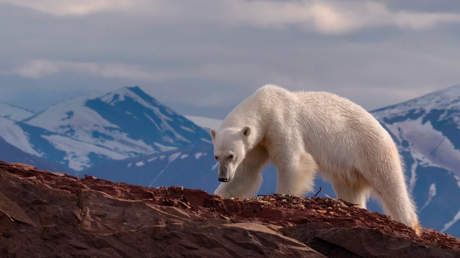 Обои горы, медведь, хищник, животное, белый медведь, mike reyfman, mountains, bear, predator, animal, polar bear разрешение 1920x1200 Загрузить