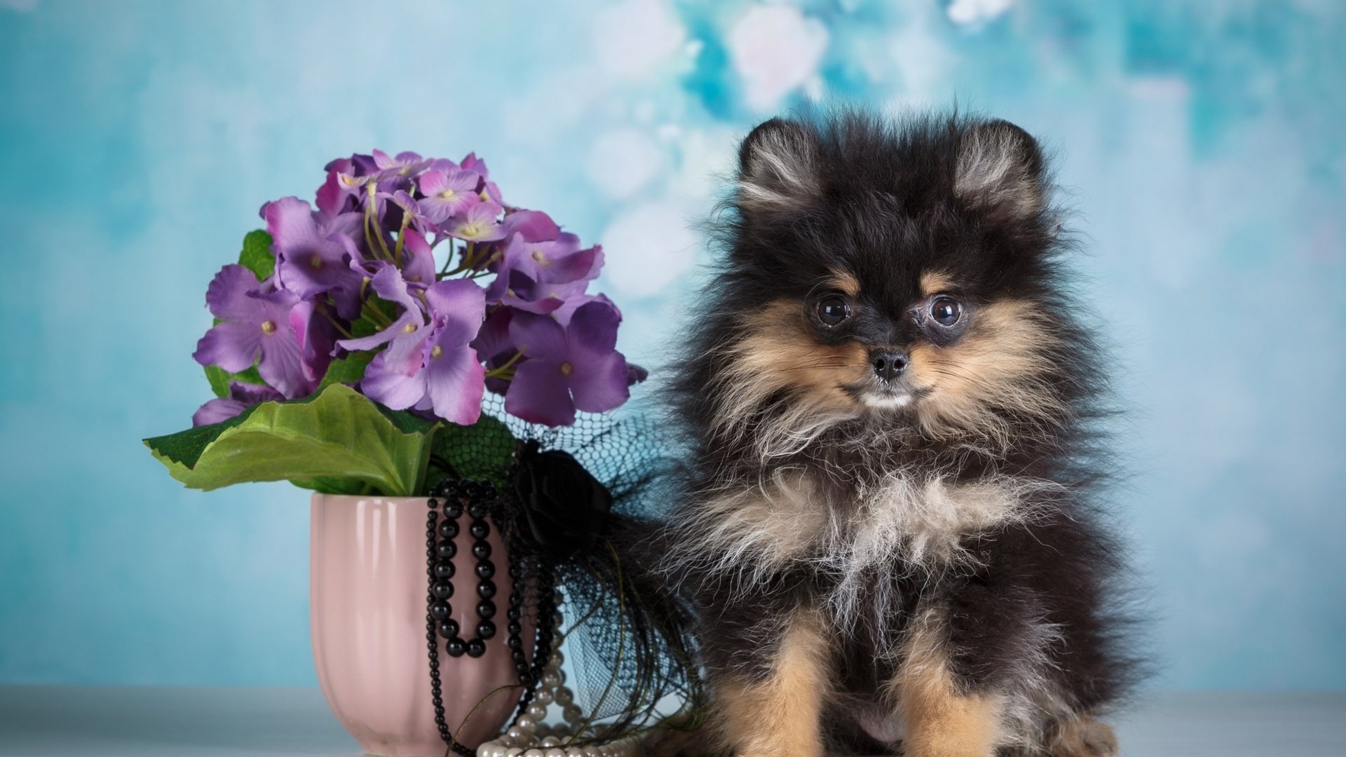 Обои цветы, фон, собака, щенок, бусы, ваза, шпиц, flowers, background, dog, puppy, beads, vase, spitz разрешение 2880x1800 Загрузить