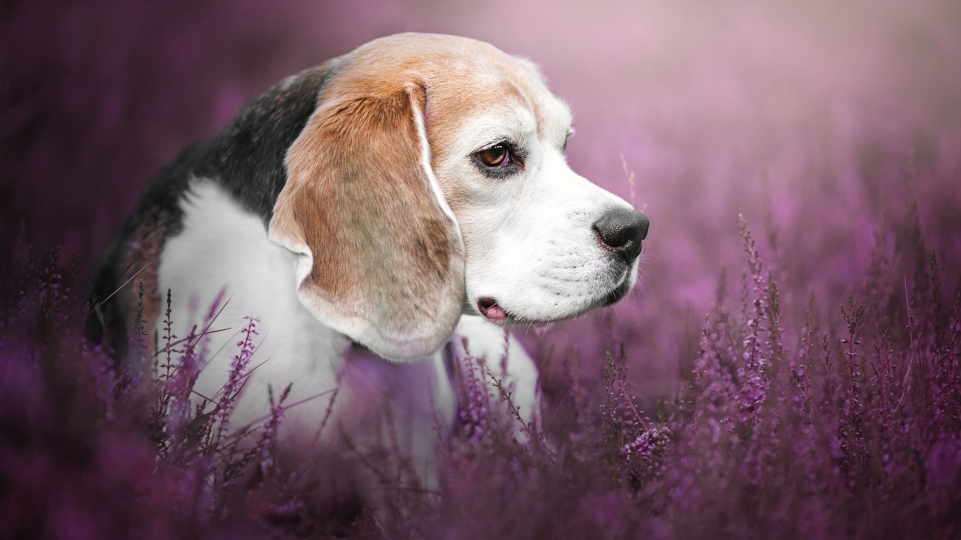 Обои цветы, взгляд, собака, профиль, люси, бигль, mona höhler, flowers, look, dog, profile, lucy, beagle разрешение 2880x1800 Загрузить