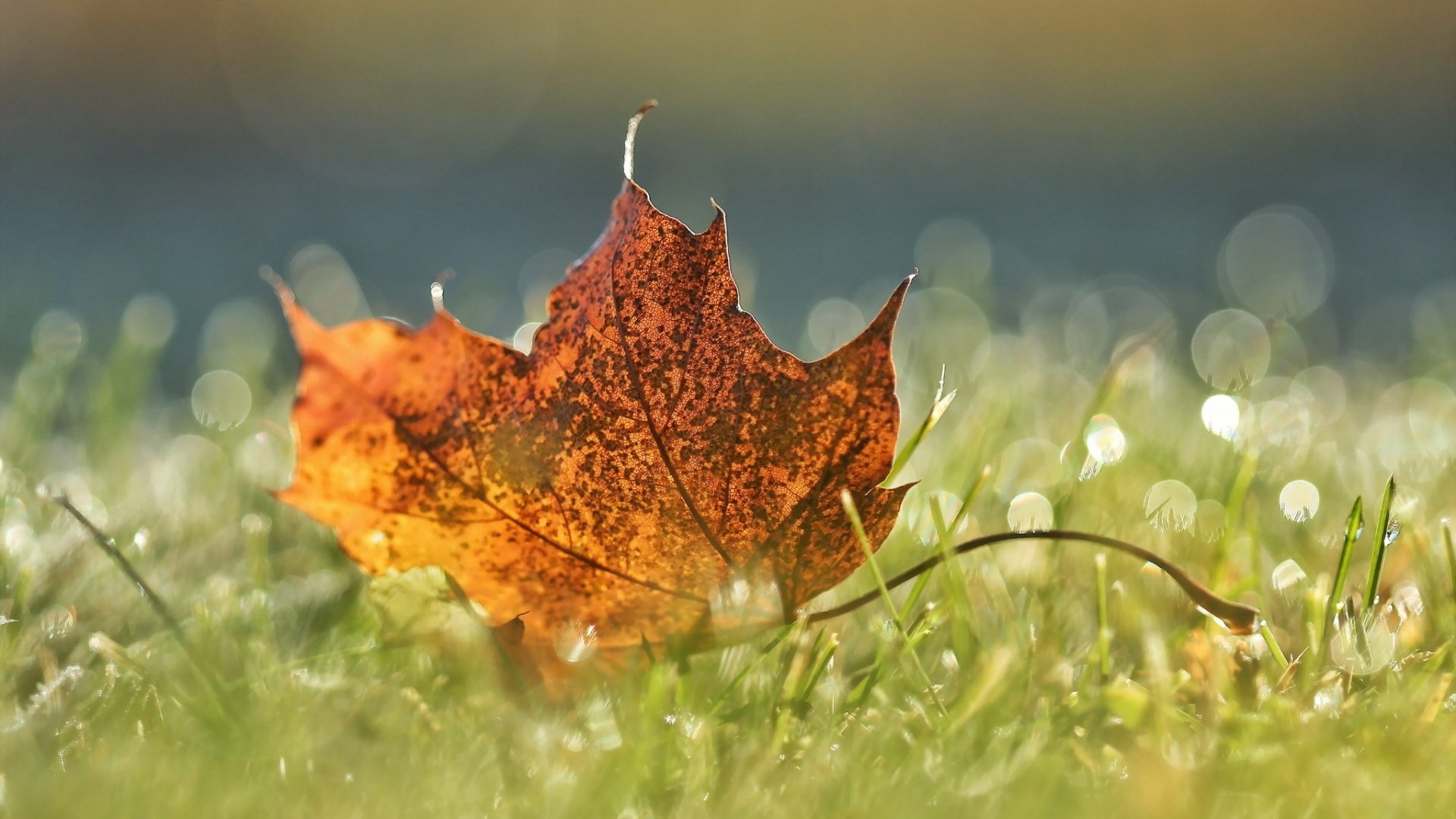 Обои трава, макро, осень, лист, grass, macro, autumn, sheet разрешение 1920x1200 Загрузить