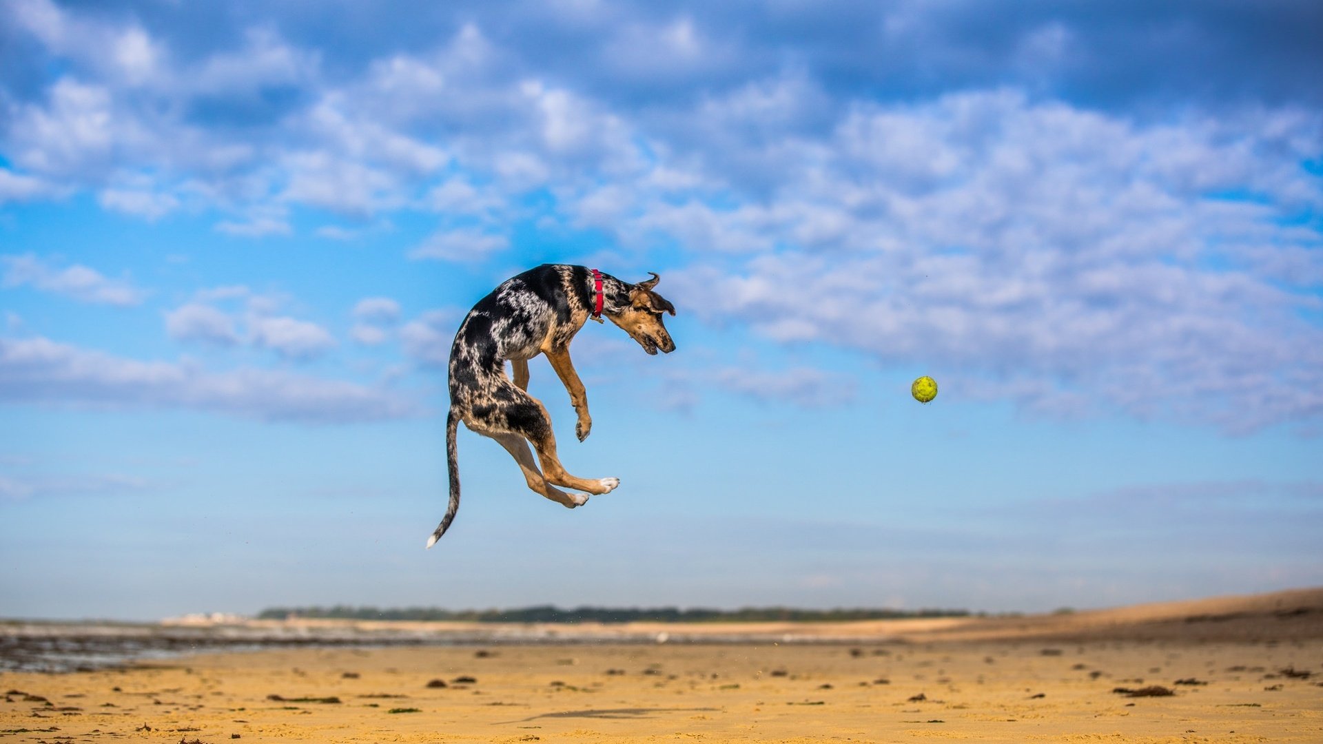 Обои небо, природа, песок, собака, прыжок, игра, мяч, мячик, paul loader, the sky, nature, sand, dog, jump, the game, the ball разрешение 2048x1365 Загрузить
