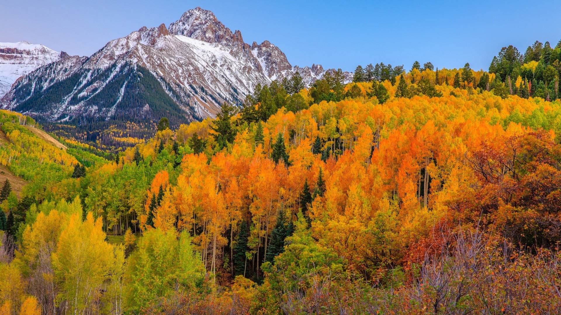 Обои деревья, горы, лес, осень, сша, колорадо, аспен, trees, mountains, forest, autumn, usa, colorado, aspen разрешение 2048x1365 Загрузить