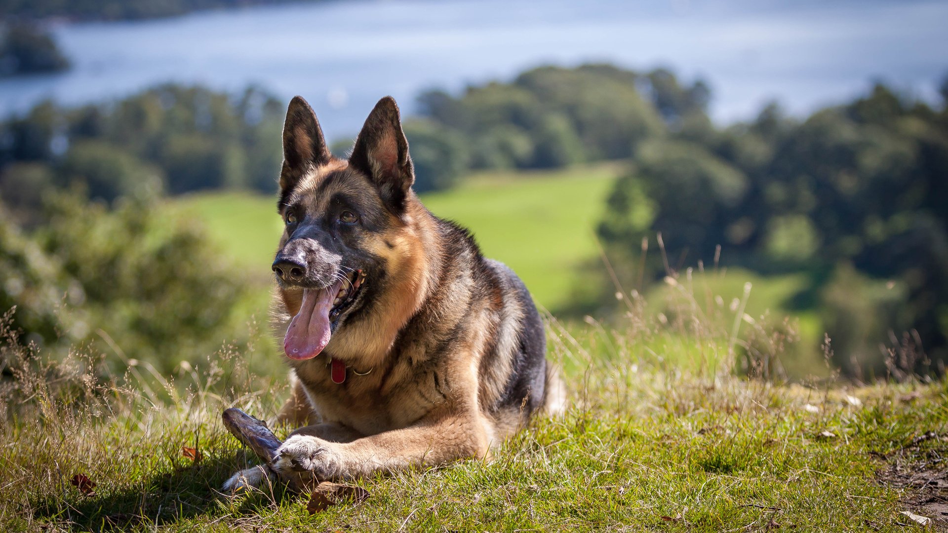 Обои трава, собака, язык, немецкая овчарка, овчарка, grass, dog, language, german shepherd, shepherd разрешение 3840x2400 Загрузить