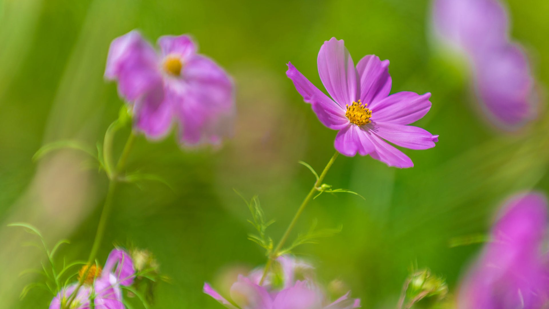 Обои цветы, фон, лепестки, размытость, космея, kannappan sivakumar, flowers, background, petals, blur, kosmeya разрешение 2000x1291 Загрузить