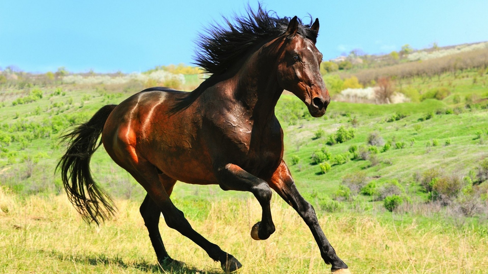 Обои лошадь, конь, грива, копыта, жеребец, horse, mane, hooves, stallion разрешение 1920x1200 Загрузить