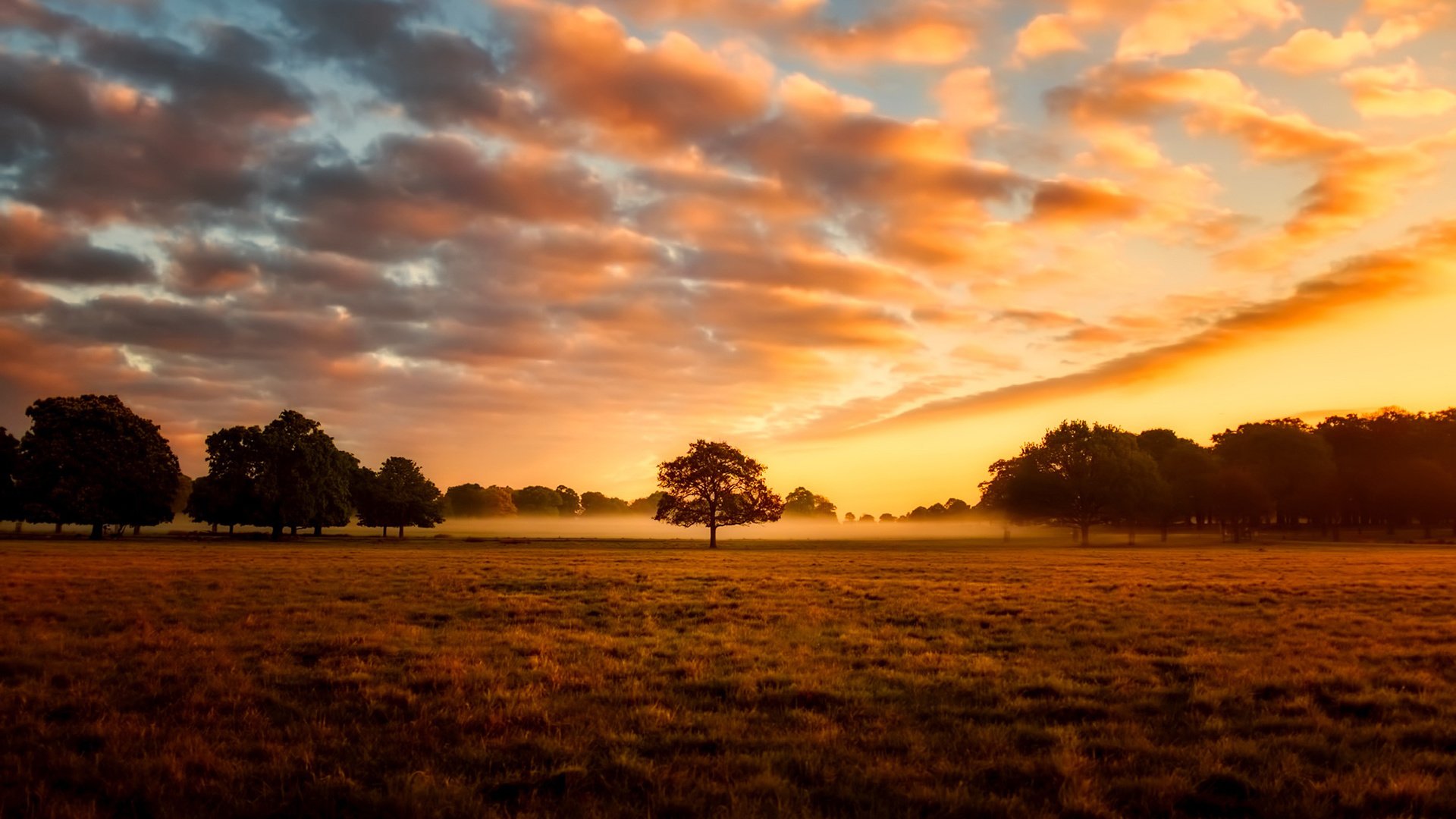 Обои небо, облака, природа, дерево, закат, пейзаж, поле, the sky, clouds, nature, tree, sunset, landscape, field разрешение 1920x1200 Загрузить