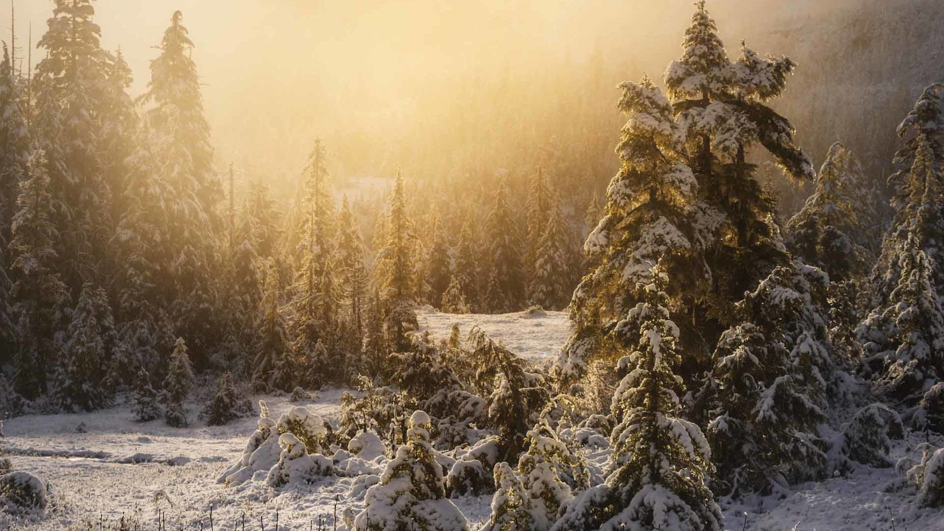 Обои деревья, снег, природа, лес, зима, туман, trees, snow, nature, forest, winter, fog разрешение 1920x1200 Загрузить