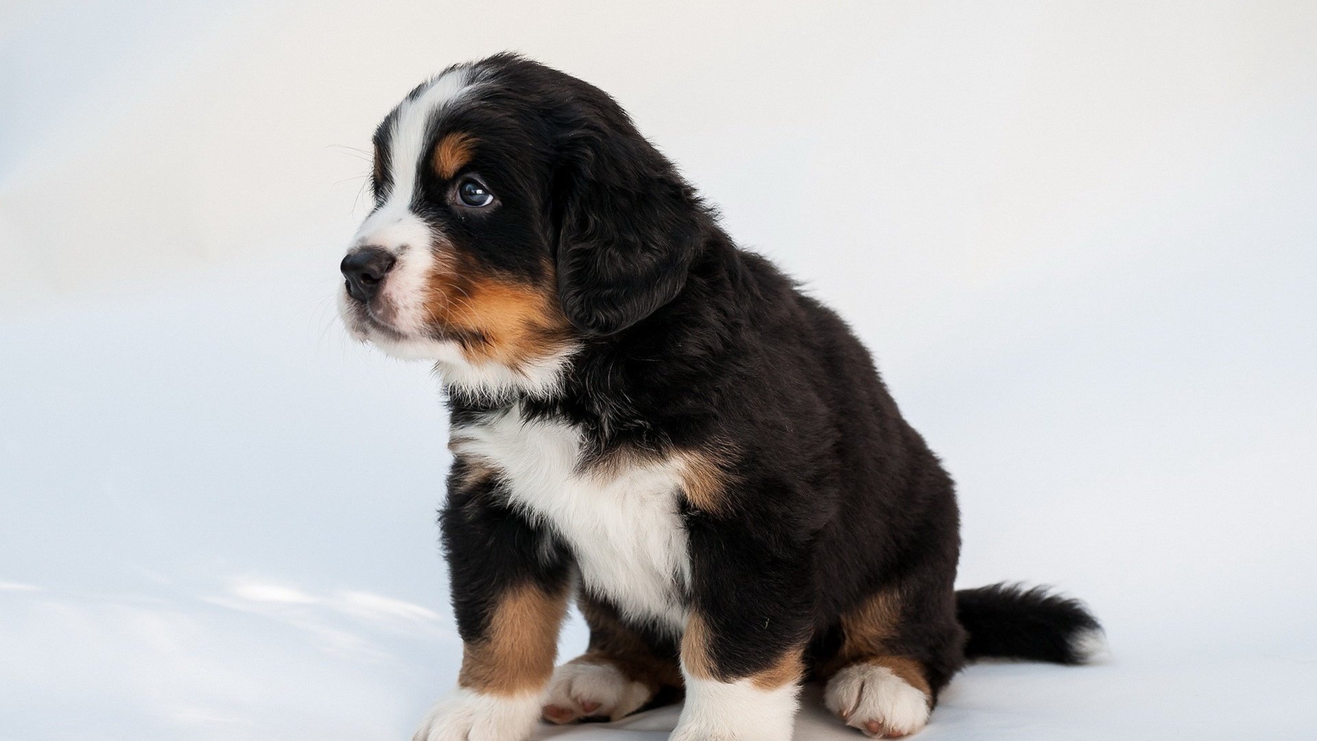 Обои мордочка, взгляд, собака, щенок, бернский зенненхунд, muzzle, look, dog, puppy, bernese mountain dog разрешение 1920x1200 Загрузить