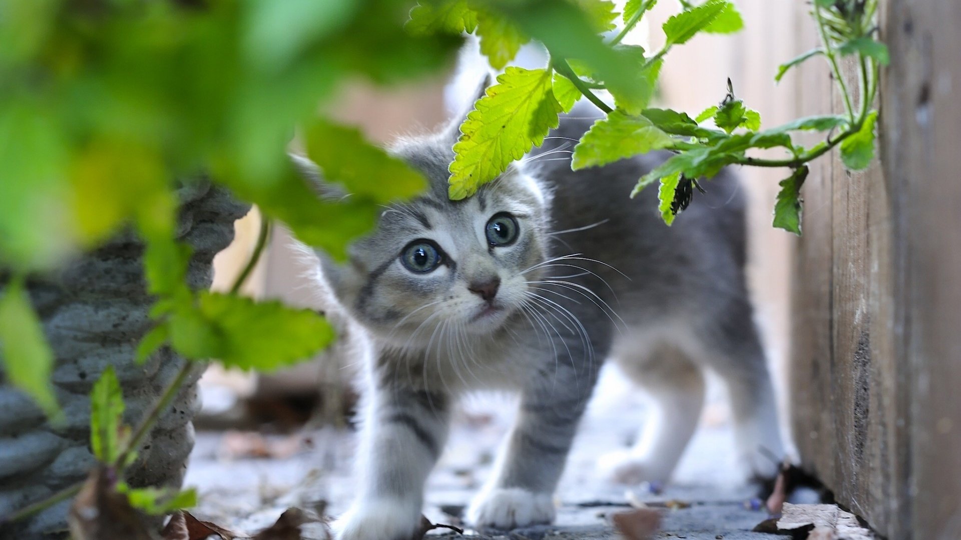 Обои листья, кот, мордочка, усы, кошка, взгляд, котенок, leaves, cat, muzzle, mustache, look, kitty разрешение 1920x1200 Загрузить