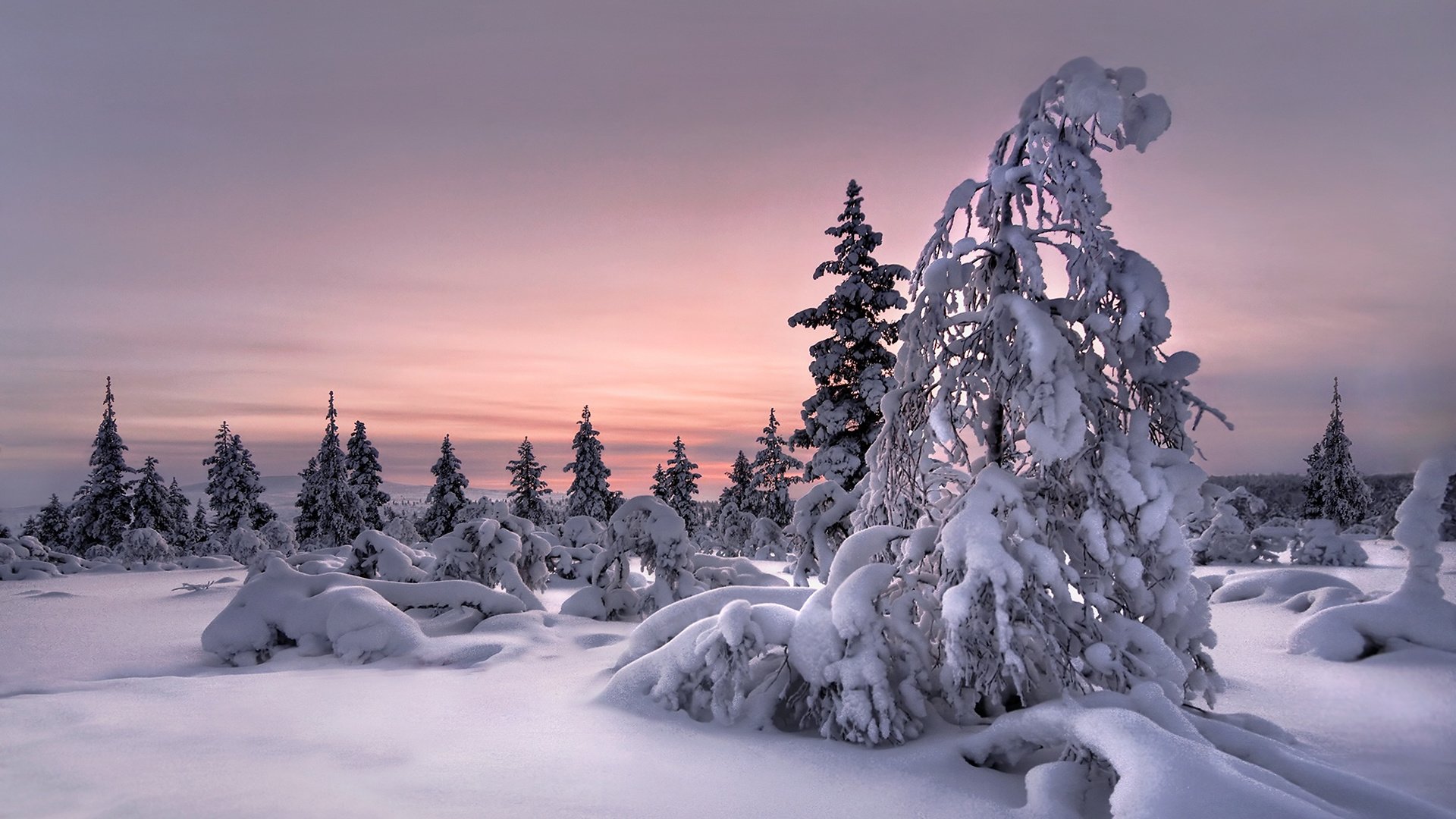 Обои снег, природа, лес, зима, snow, nature, forest, winter разрешение 1920x1200 Загрузить
