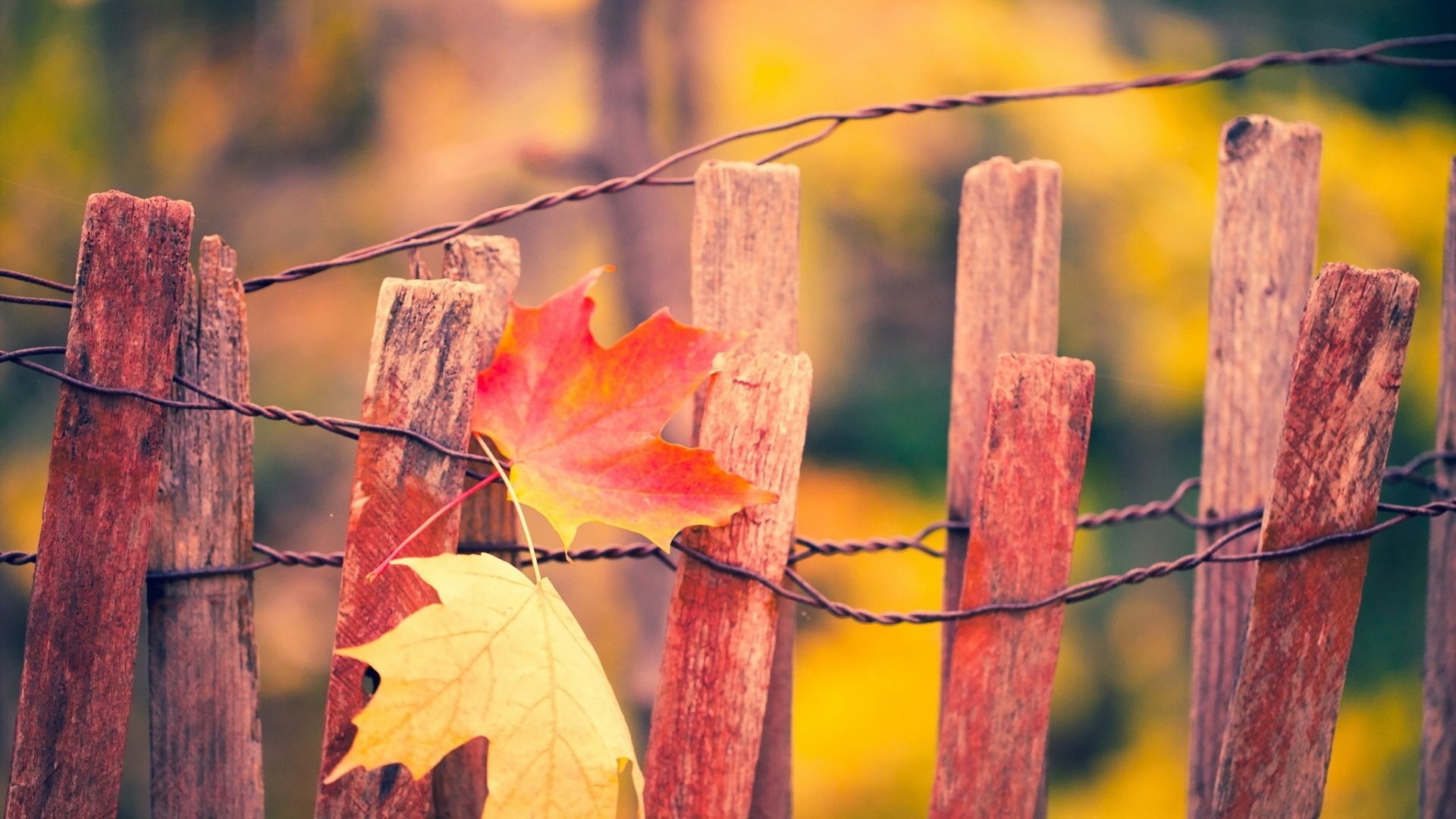 Обои листья, макро, осень, забор, кленовый лист, leaves, macro, autumn, the fence, maple leaf разрешение 1920x1200 Загрузить