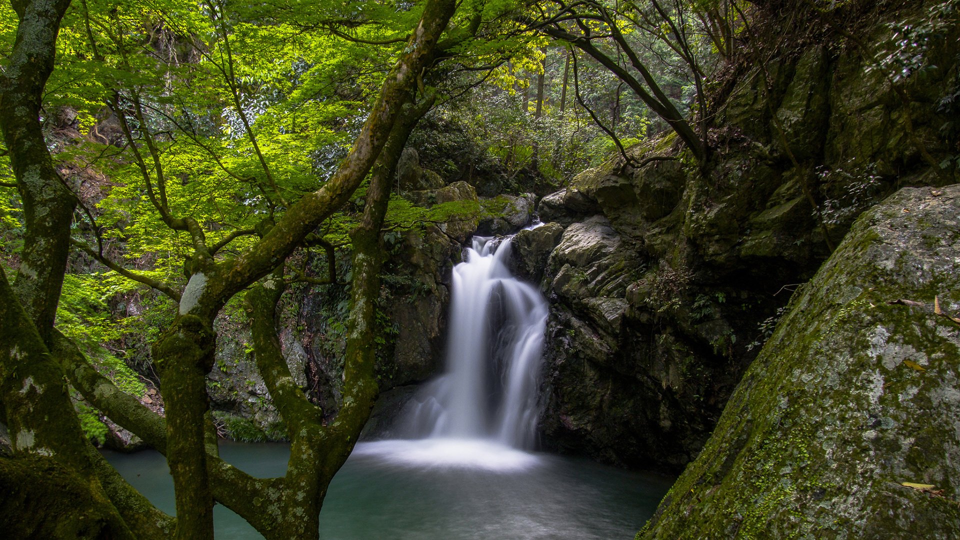 Обои деревья, река, природа, лес, водопад, мох, trees, river, nature, forest, waterfall, moss разрешение 1920x1200 Загрузить