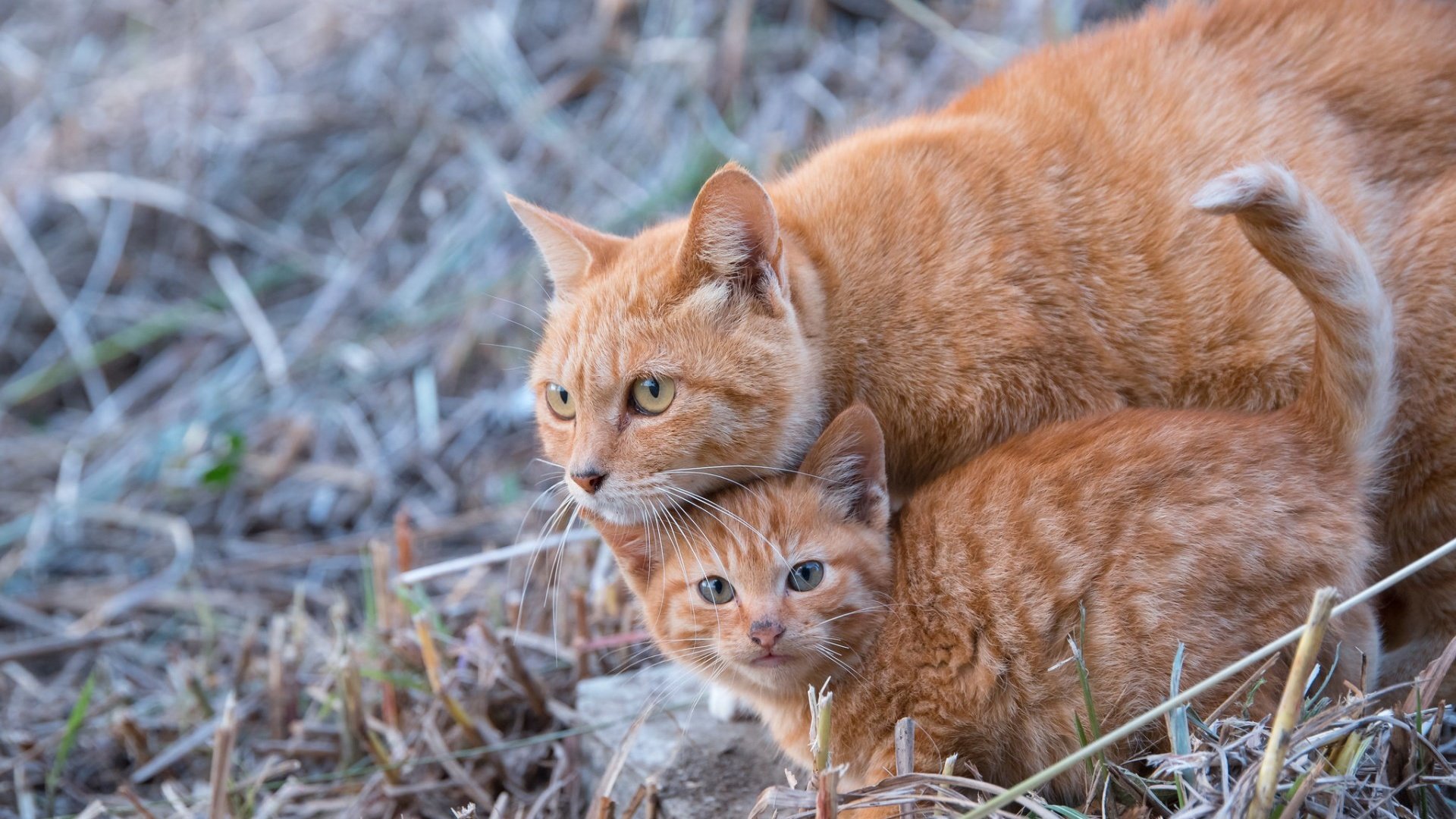 Обои трава, усы, кошка, взгляд, котенок, кошки, мордочки, grass, mustache, cat, look, kitty, cats, faces разрешение 1920x1200 Загрузить