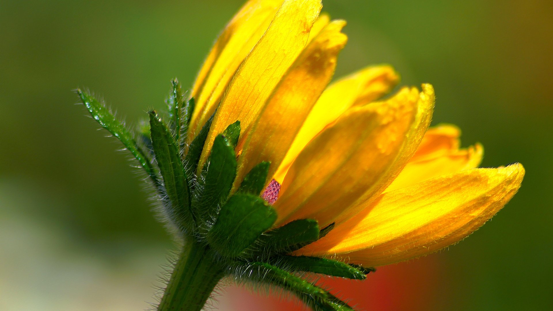 Обои желтый, макро, фон, цветок, лепестки, стебель, yellow, macro, background, flower, petals, stem разрешение 5456x3630 Загрузить