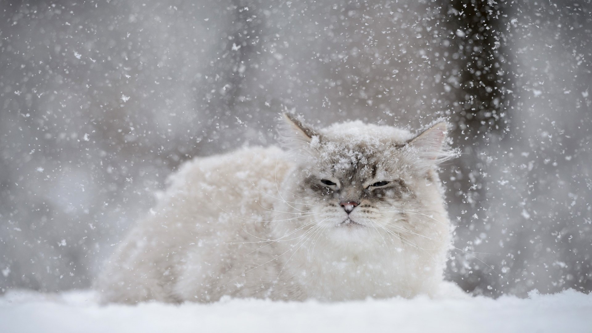 Обои снег, зима, кот, мордочка, усы, кошка, взгляд, снегопад, snow, winter, cat, muzzle, mustache, look, snowfall разрешение 2880x1800 Загрузить