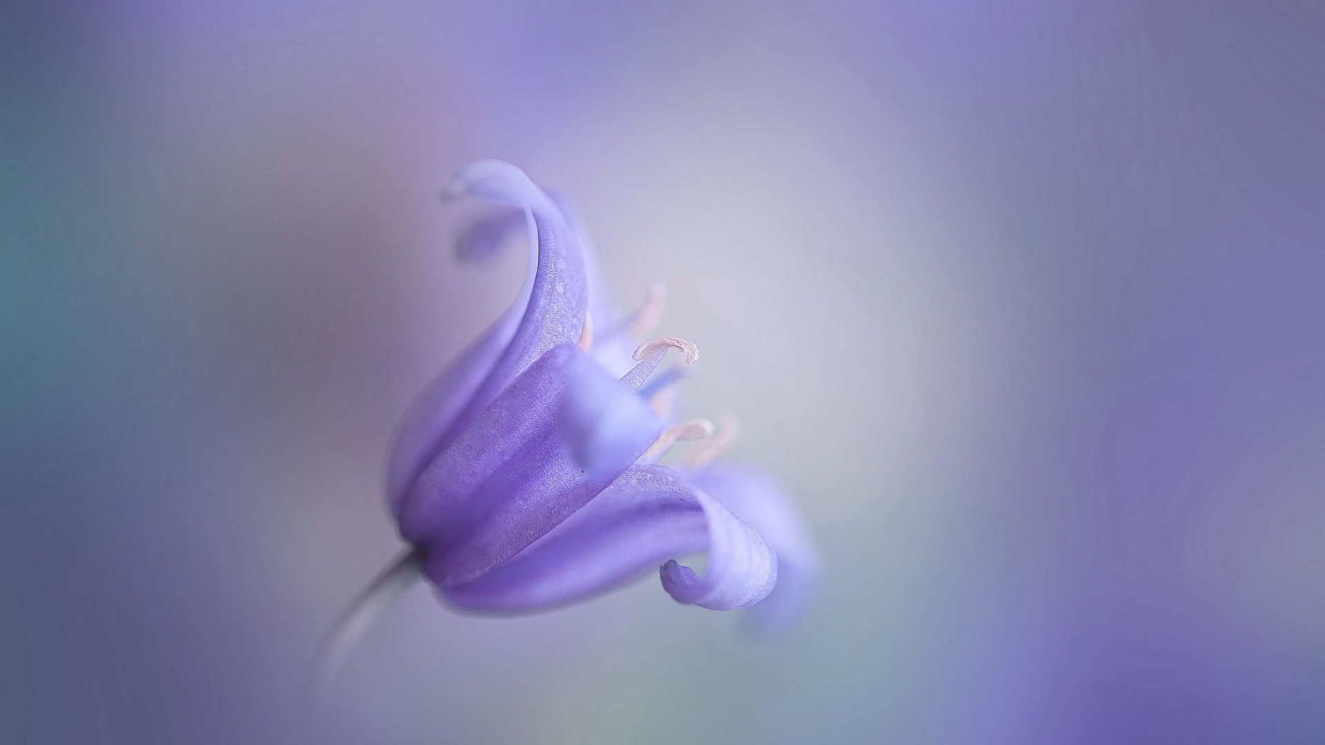 Обои макро, цветок, размытость, колокольчик, macro, flower, blur, bell разрешение 2560x1600 Загрузить