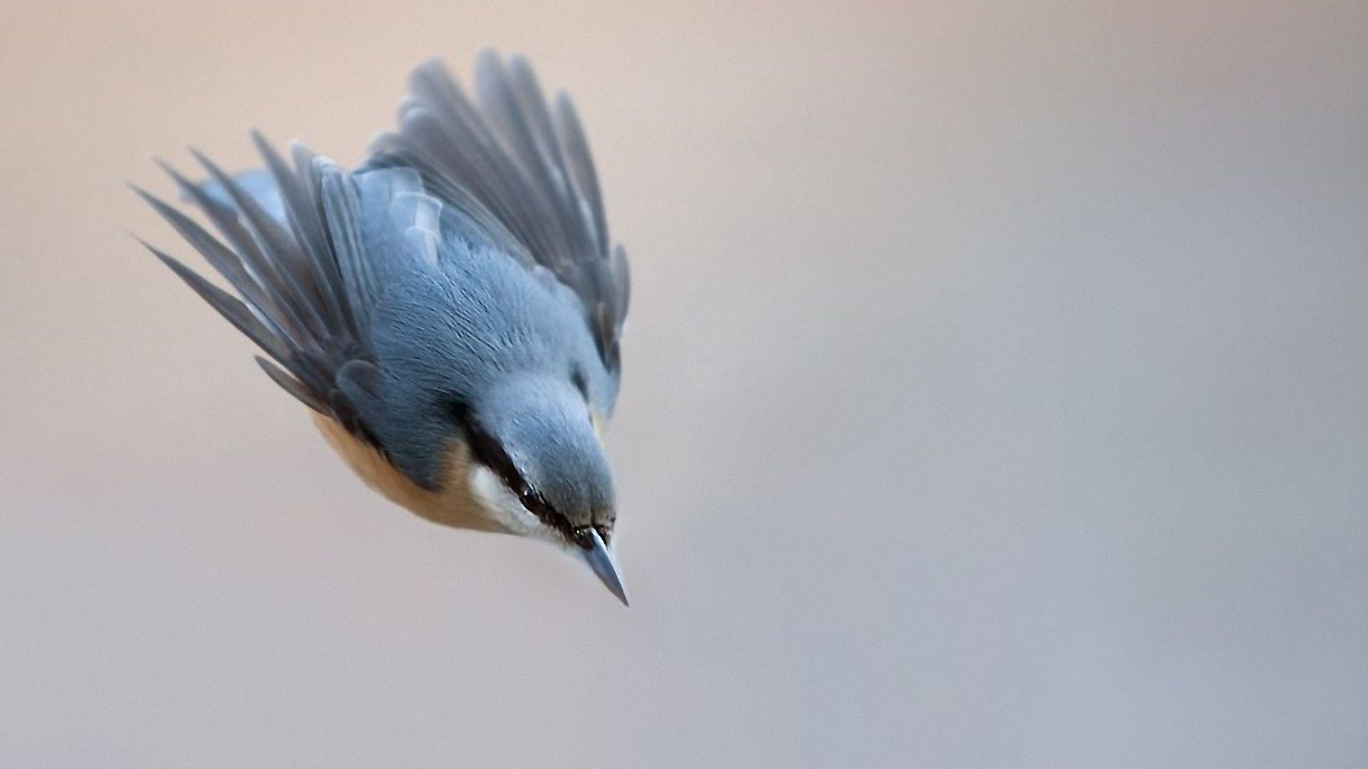 Обои природа, полет, птица, клюв, перья, синица, лазоревка, nature, flight, bird, beak, feathers, tit, blue tit разрешение 1920x1200 Загрузить