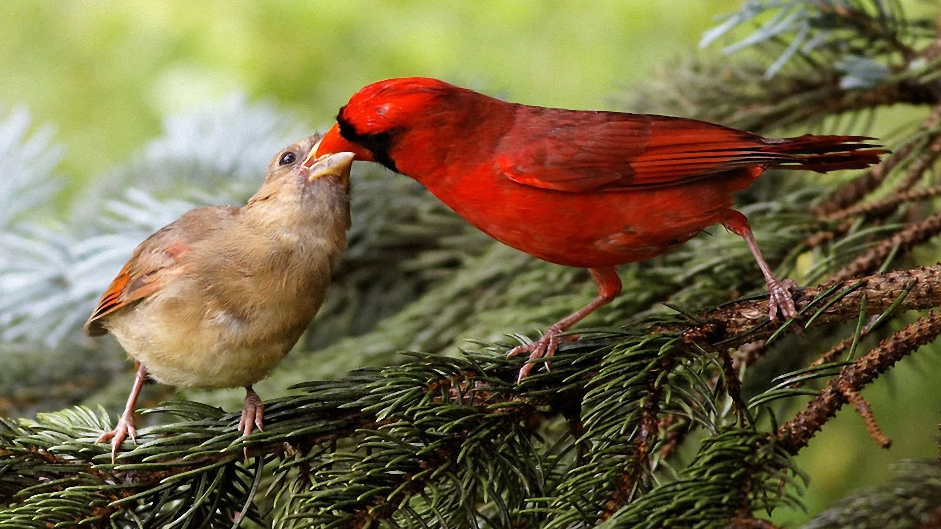 Обои природа, хвоя, ветки, птицы, клюв, кардинал, зяблик, nature, needles, branches, birds, beak, cardinal, chaffinch разрешение 1920x1200 Загрузить