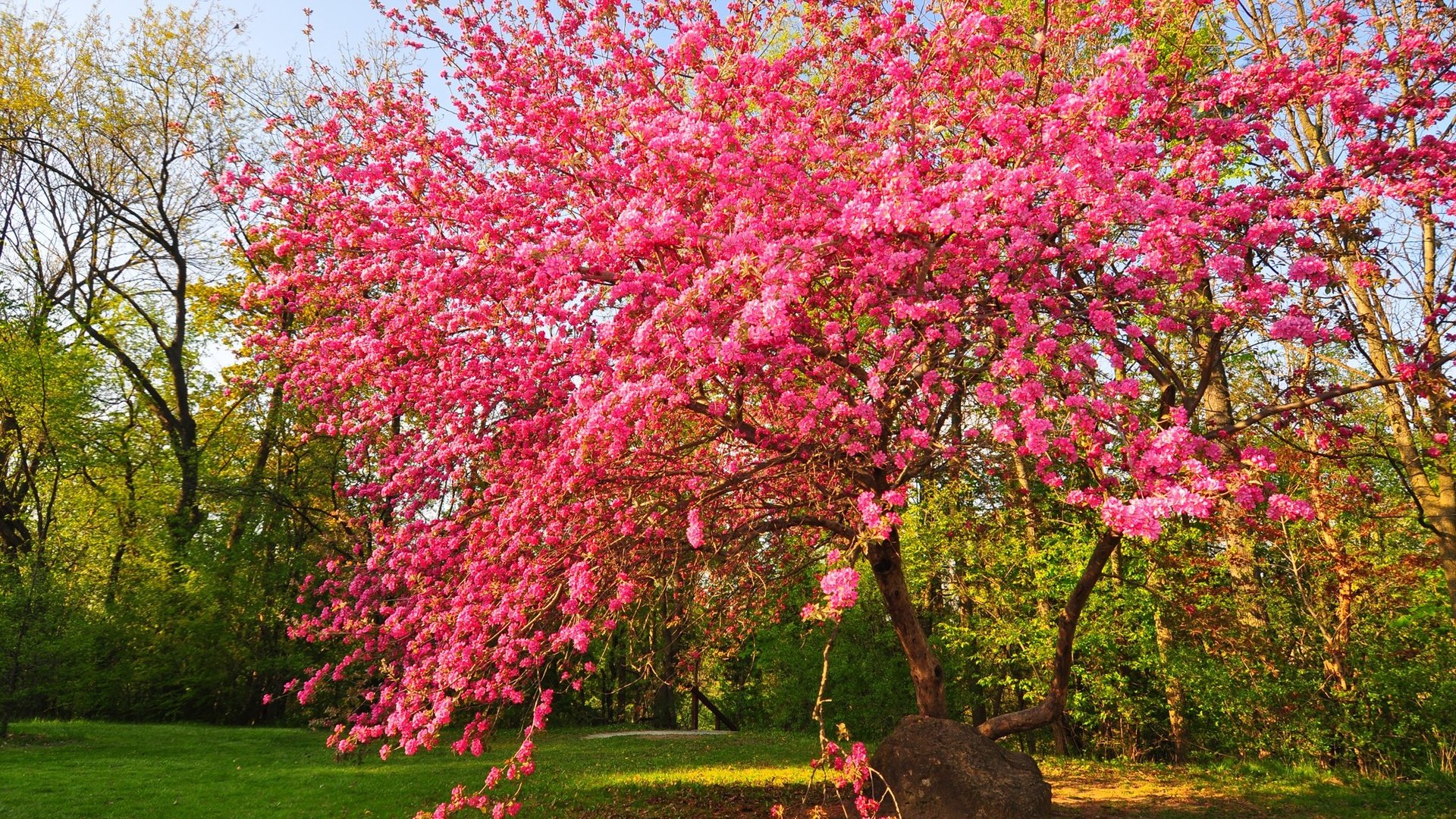 Обои цветы, дерево, цветение, сад, весна, flowers, tree, flowering, garden, spring разрешение 2048x1359 Загрузить