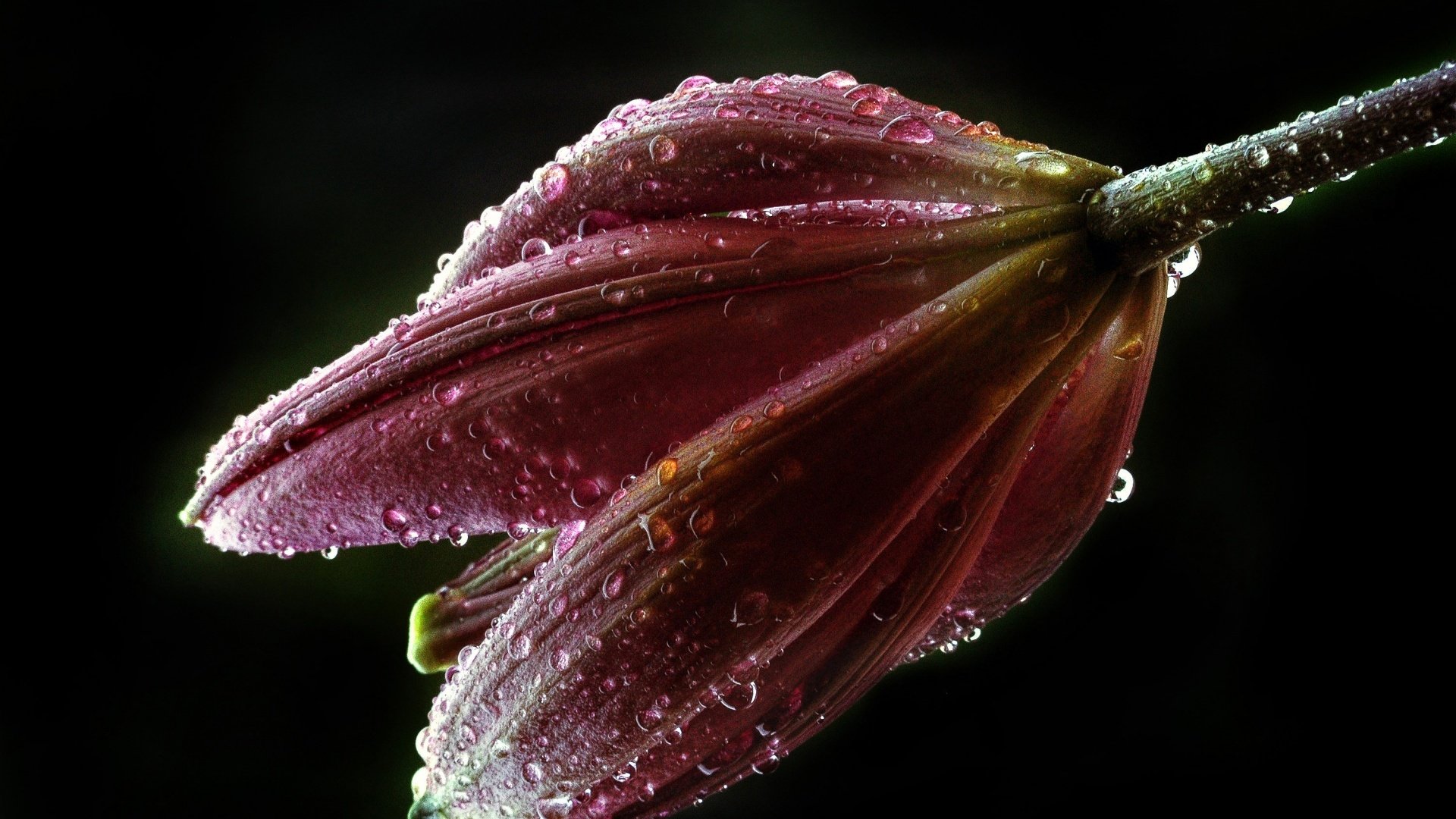 Обои цветок, роса, капли, лилия, бутон, черный фон, капли воды, flower, rosa, drops, lily, bud, black background, water drops разрешение 1920x1288 Загрузить