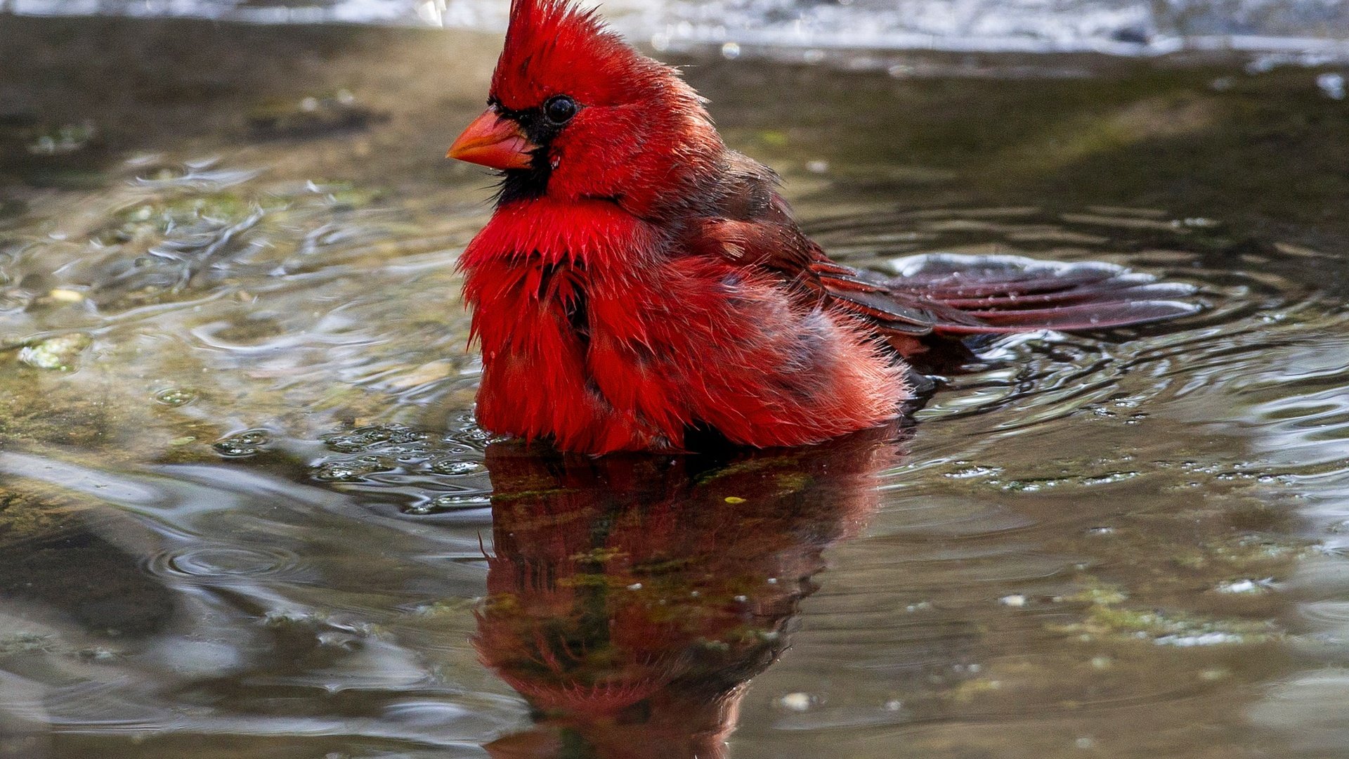 Обои вода, отражение, птица, клюв, перья, кардинал, water, reflection, bird, beak, feathers, cardinal разрешение 2048x1380 Загрузить