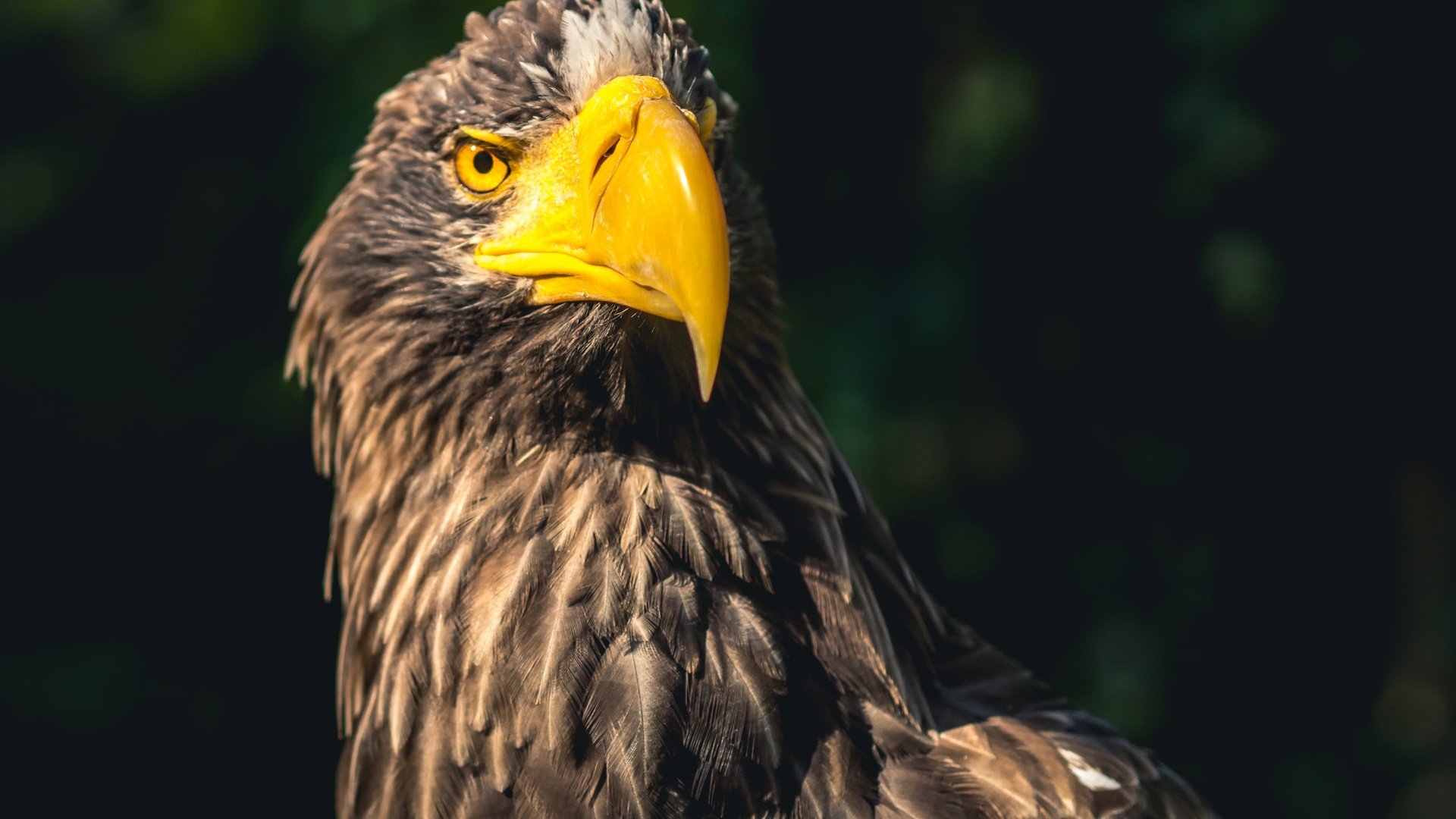 Обои фон, орел, хищник, птица, клюв, перья, background, eagle, predator, bird, beak, feathers разрешение 4205x2806 Загрузить