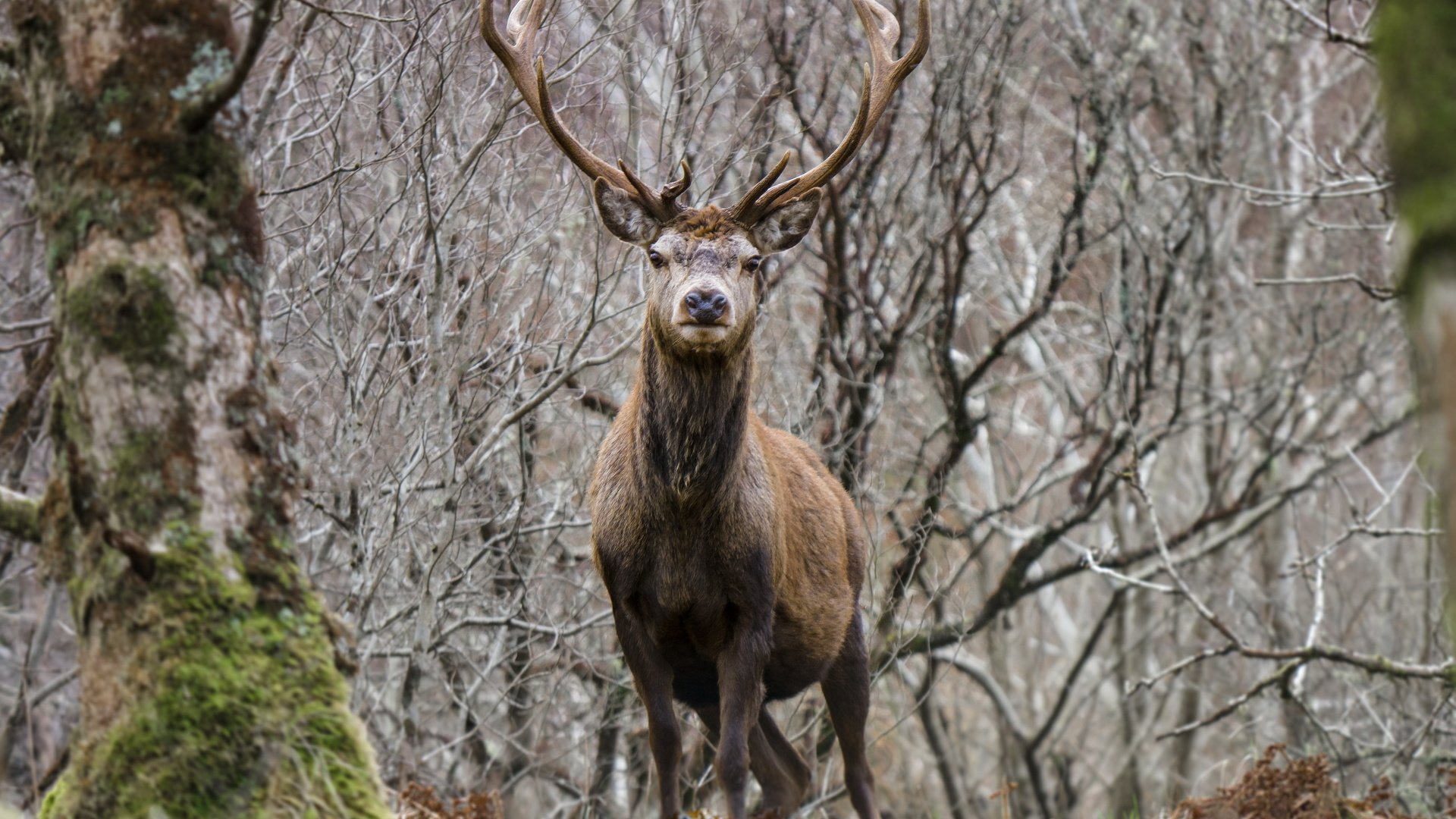 Обои деревья, природа, лес, олень, ветки, мох, животное, рога, trees, nature, forest, deer, branches, moss, animal, horns разрешение 2560x1707 Загрузить