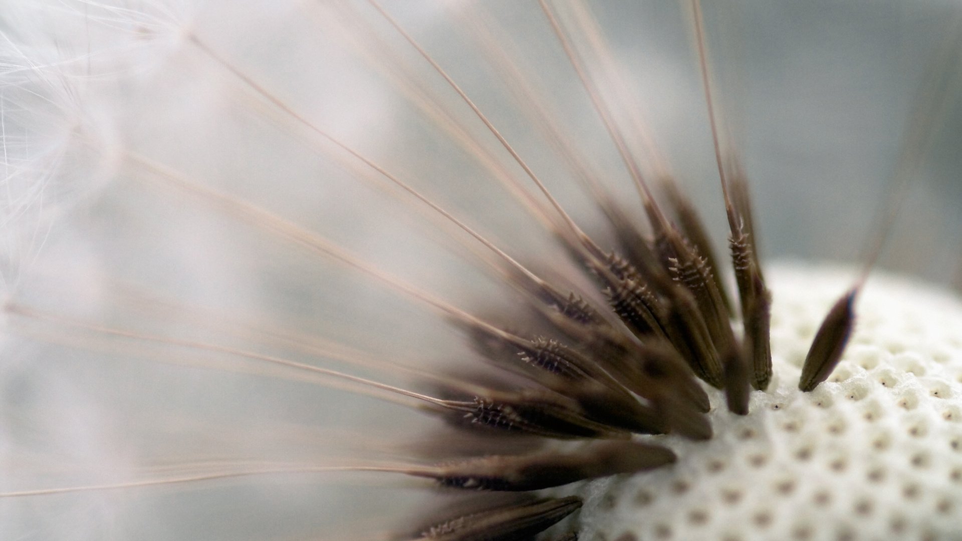 Обои макро, цветок, одуванчик, пушинки, семена одуванчика, macro, flower, dandelion, fuzzes разрешение 1920x1200 Загрузить