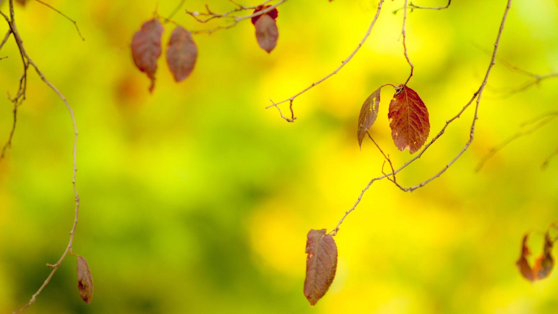 Обои листья, макро, ветки, осень, размытость, leaves, macro, branches, autumn, blur разрешение 2880x1800 Загрузить