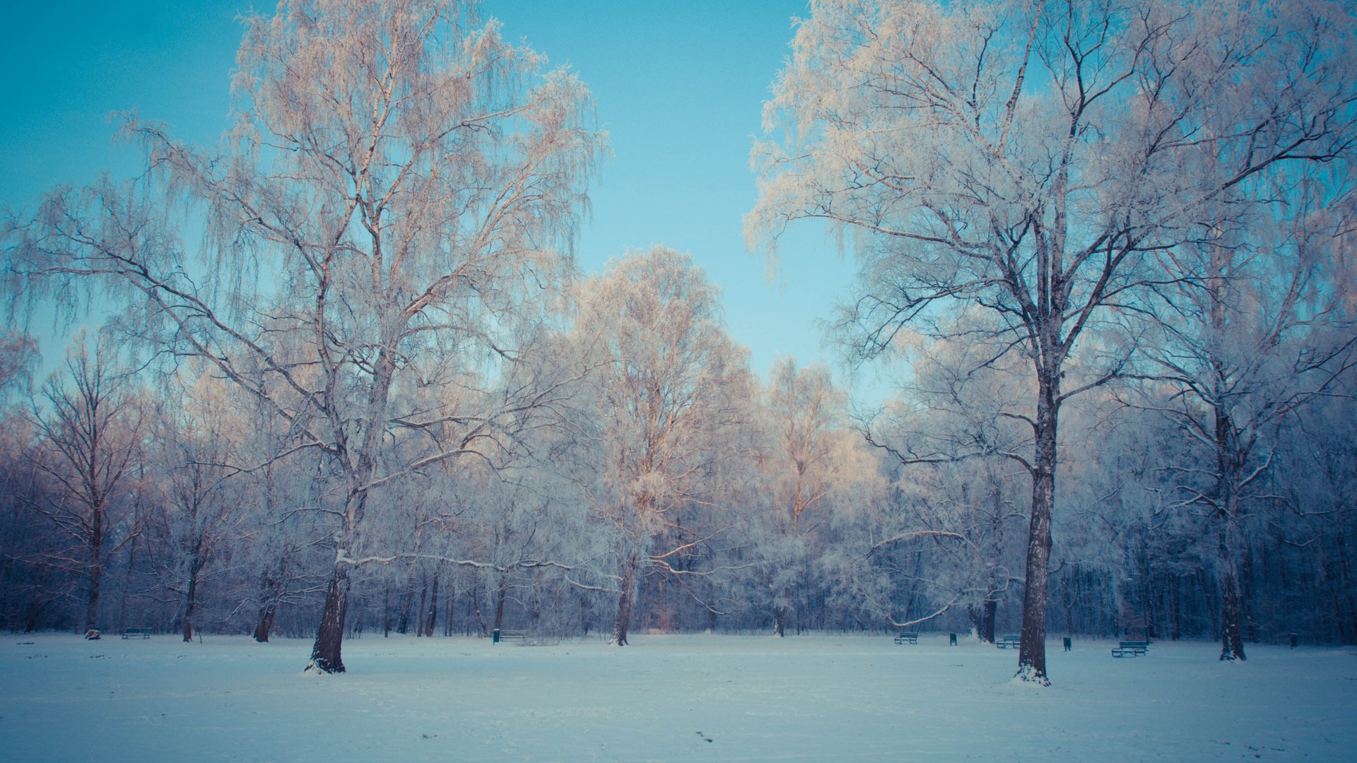 Обои небо, деревья, снег, природа, лес, зима, березы, kamil porembinski, the sky, trees, snow, nature, forest, winter, birch разрешение 3840x2400 Загрузить