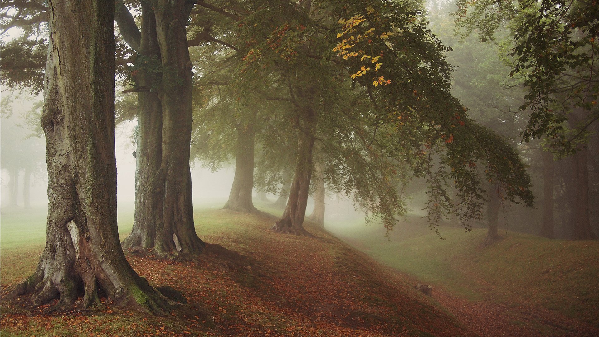 Обои деревья, осень, природа, лес, листья, парк, туман, ветки, стволы, trees, autumn, nature, forest, leaves, park, fog, branches, trunks разрешение 1920x1200 Загрузить